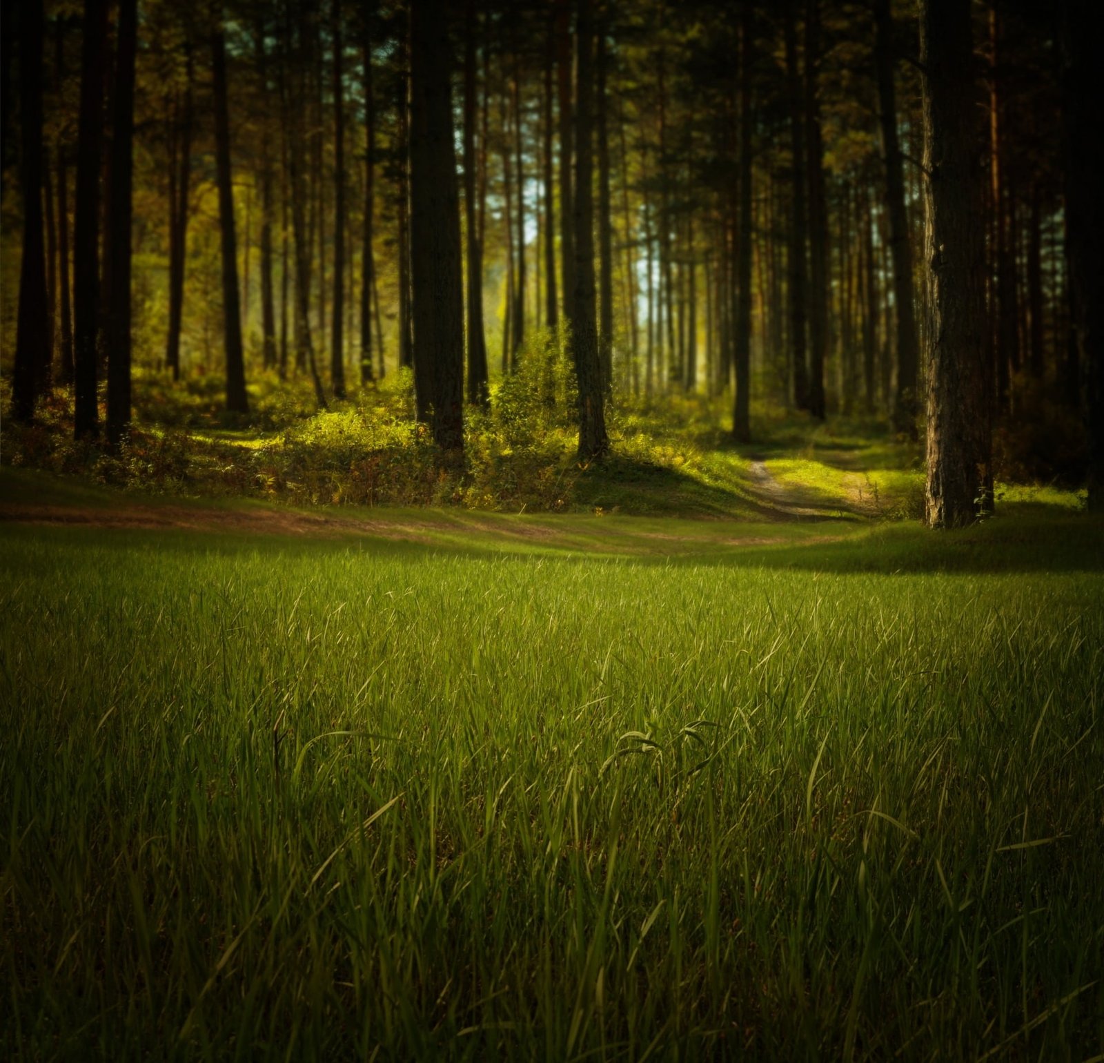 green grass field forest nature trees fantasy night mystical 2k