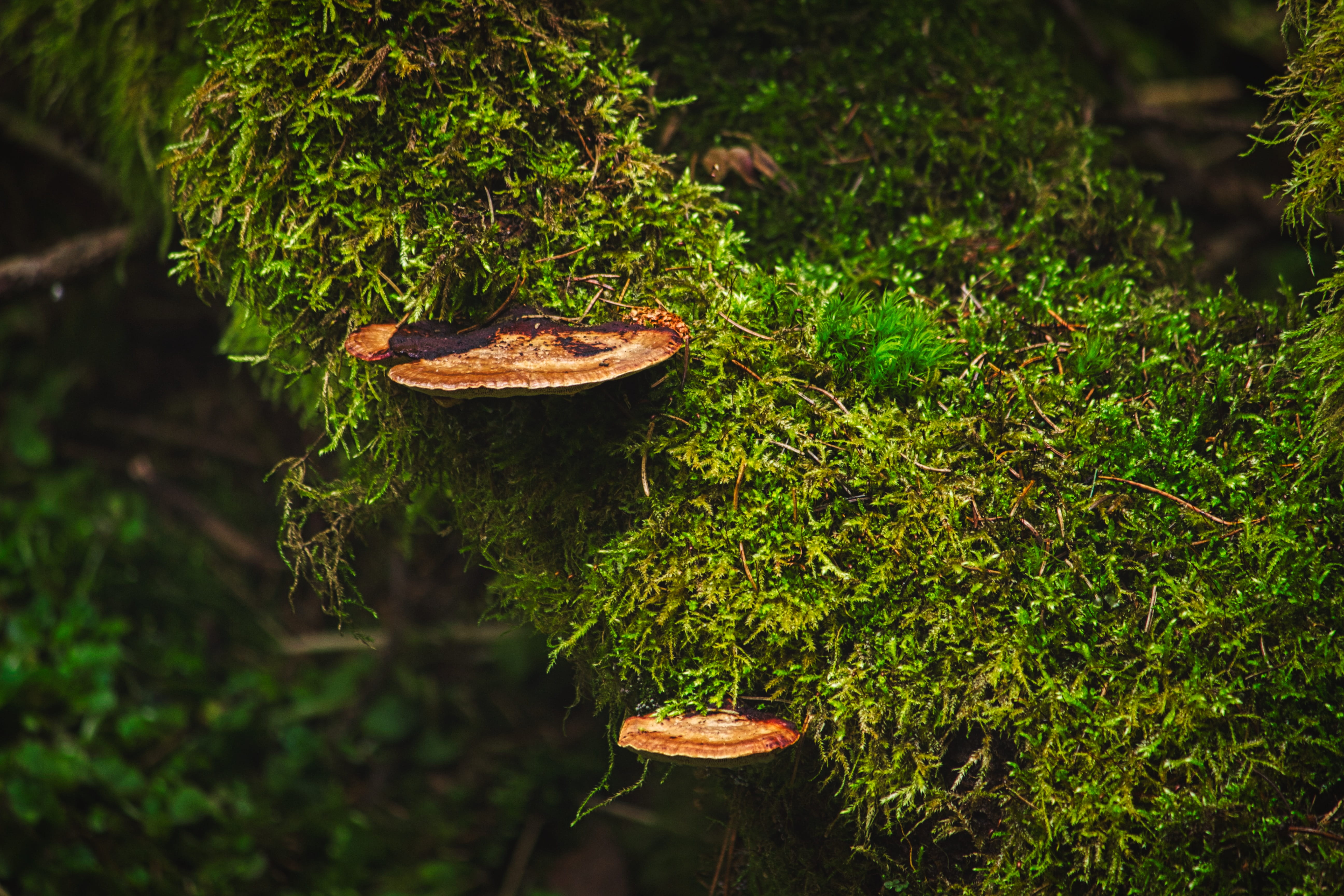 moss forest mushrooms nature aesthetic trees landscape 2k 4k 5k