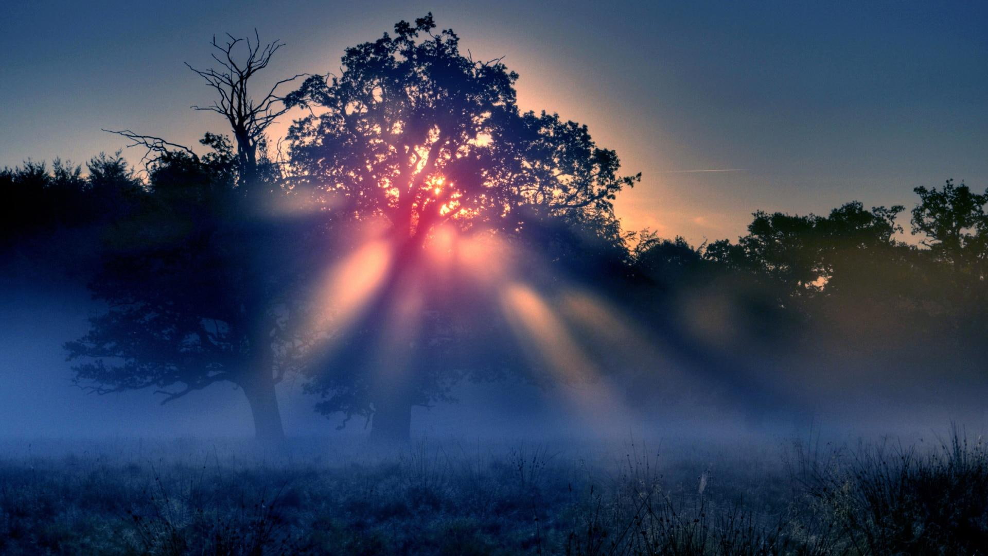 Mystic Sunshine trees forest mist photography nature sunrise 2k