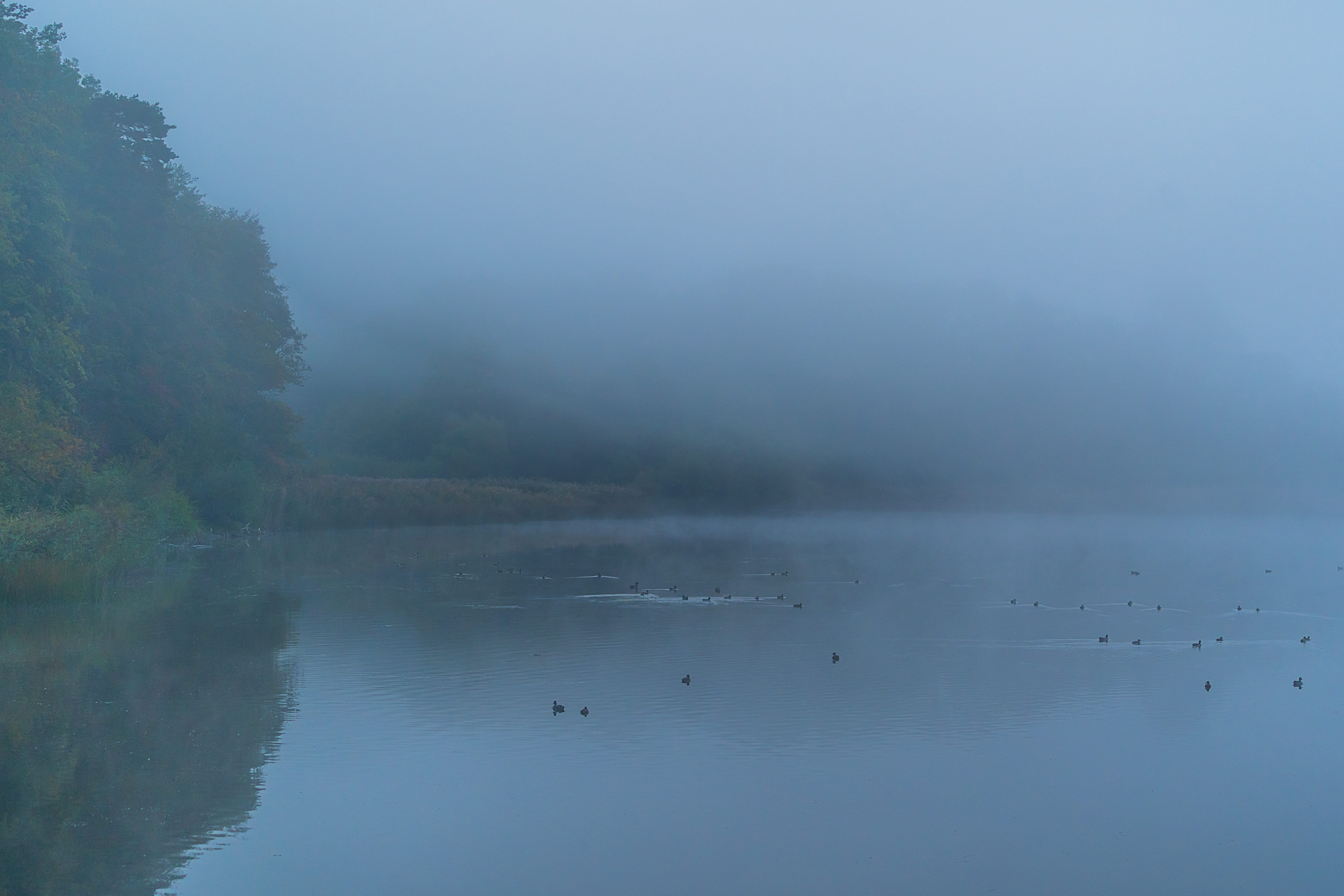 nature fog autumn mourning sad depressed atmospheric 2k 4k 5k