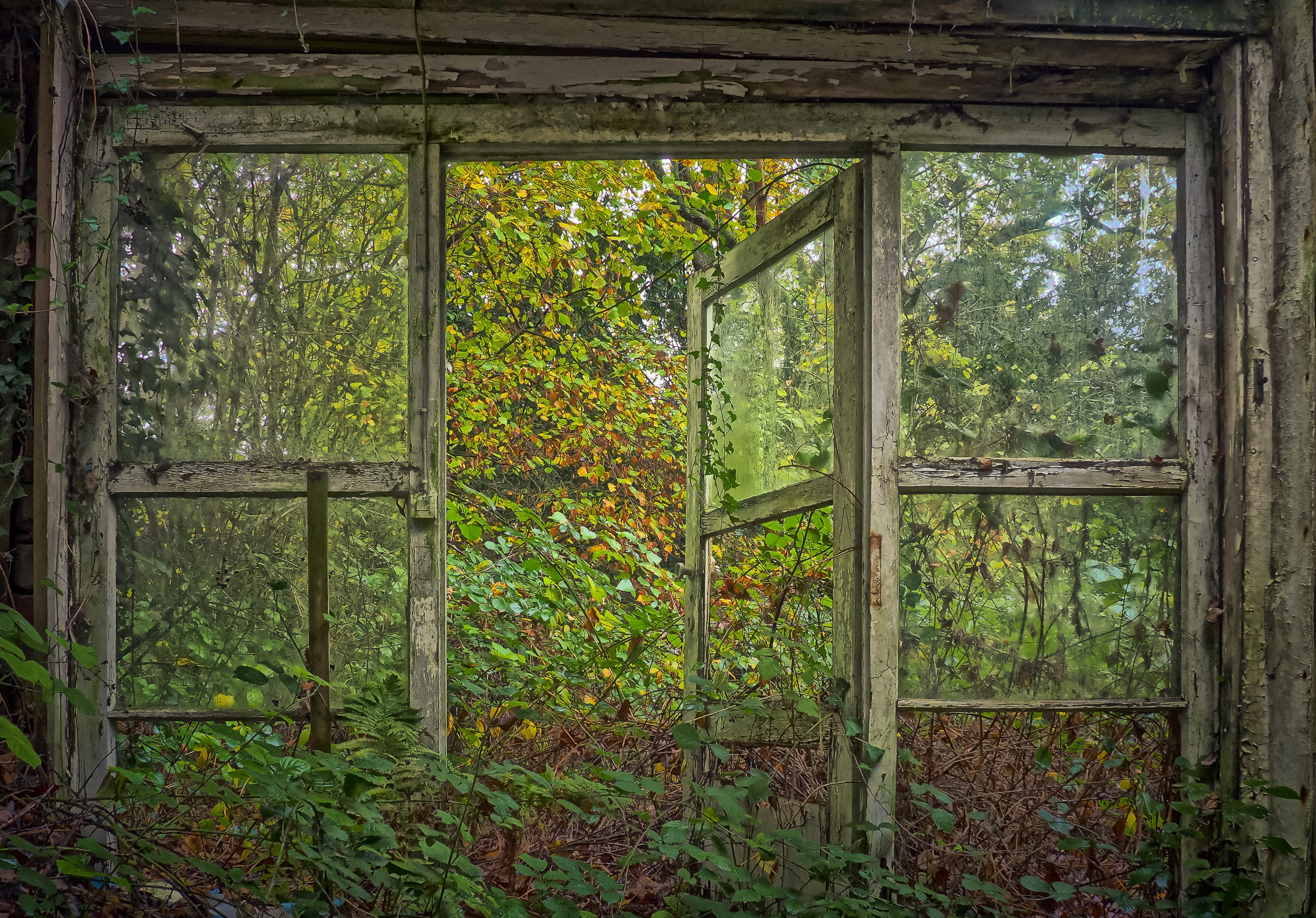 opened window and surrounded by plants lost places leave decay 2k 4k