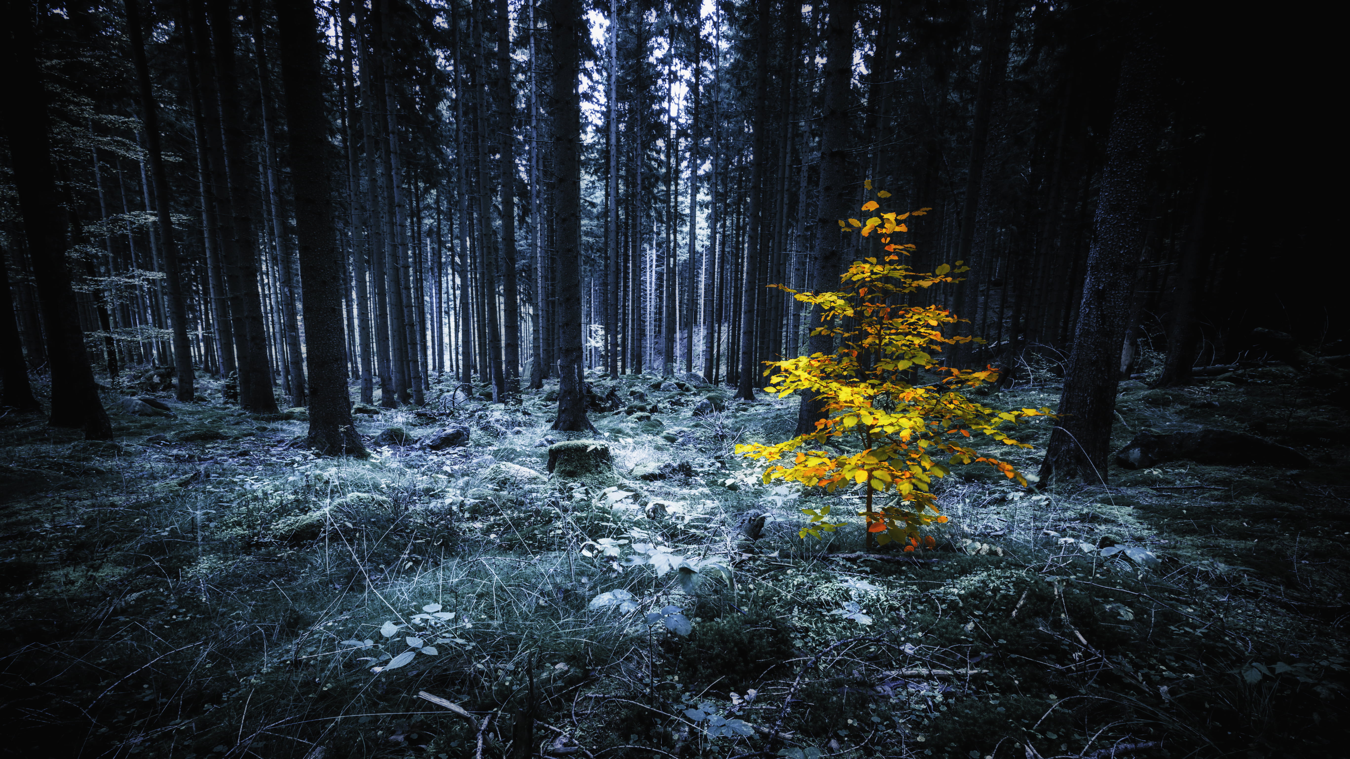 selective photography of yellow tree mystical dark forest 2k 4k 5k