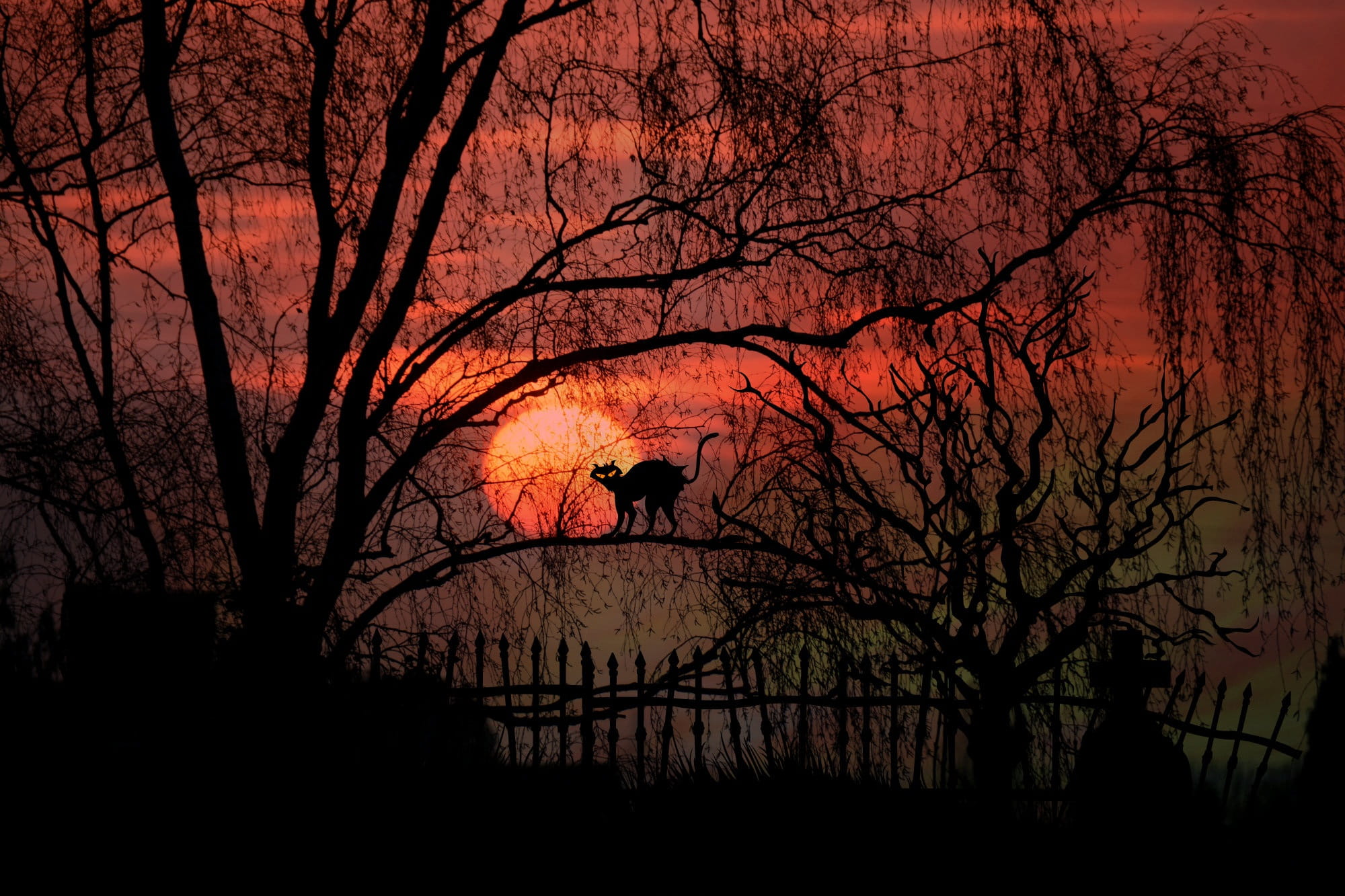 silhouette of cat on bare tree with red sky trees sunset moon 2k
