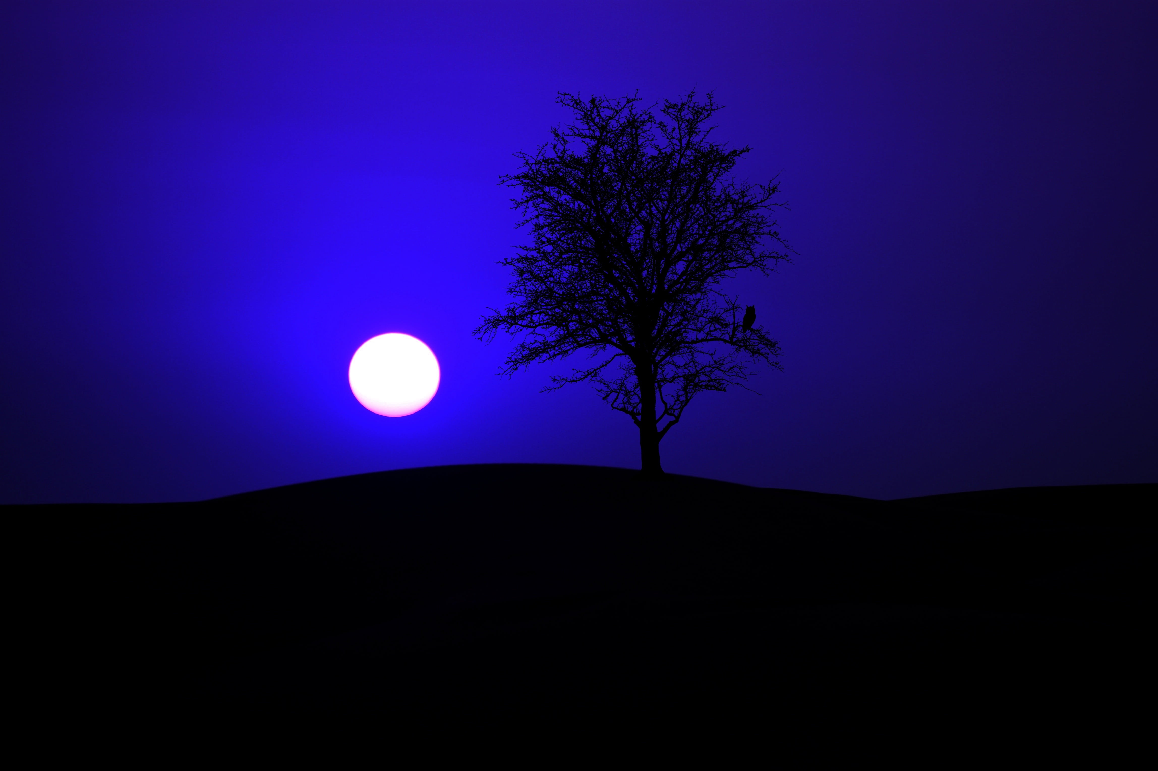 silhouette photo of tree under full moon night sky moonlight 2k 4k 5k