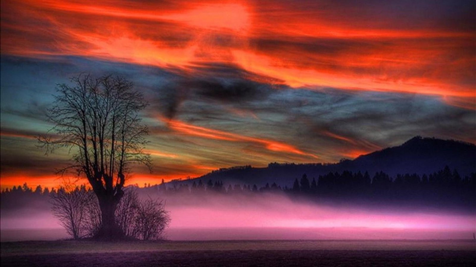 sky amazing tree misty mystic colorful landscape field 2k