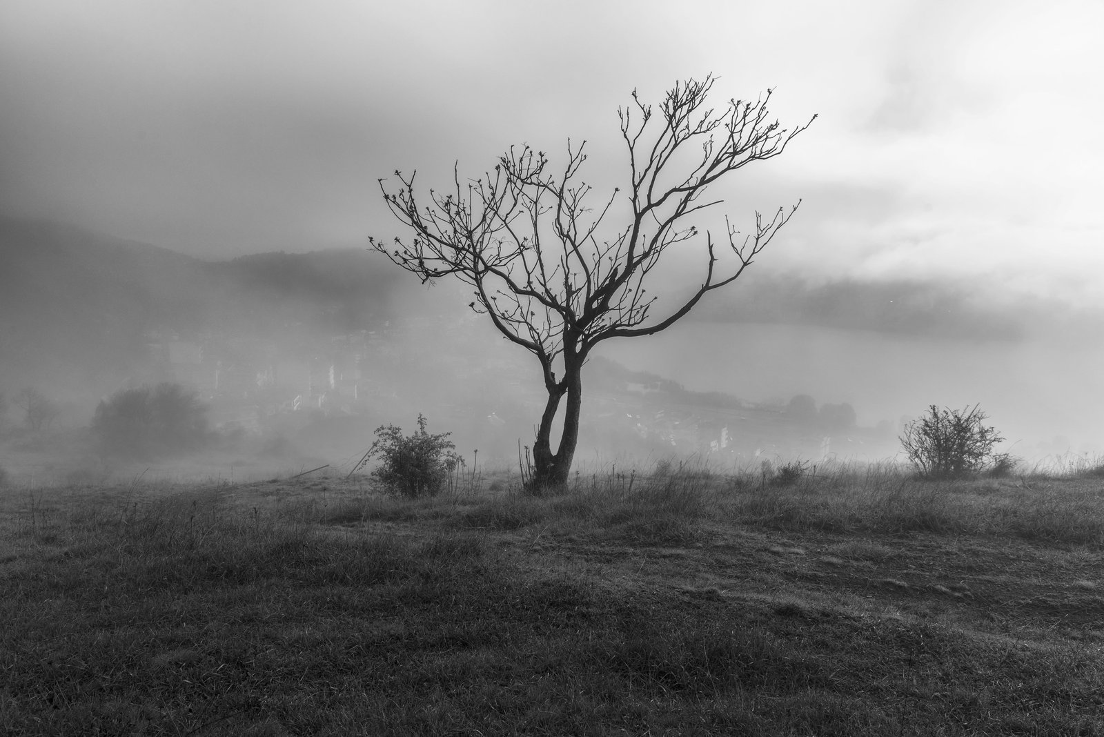 tree fog kastoria greece spring landscape nature mysterious 2k 4k 5k