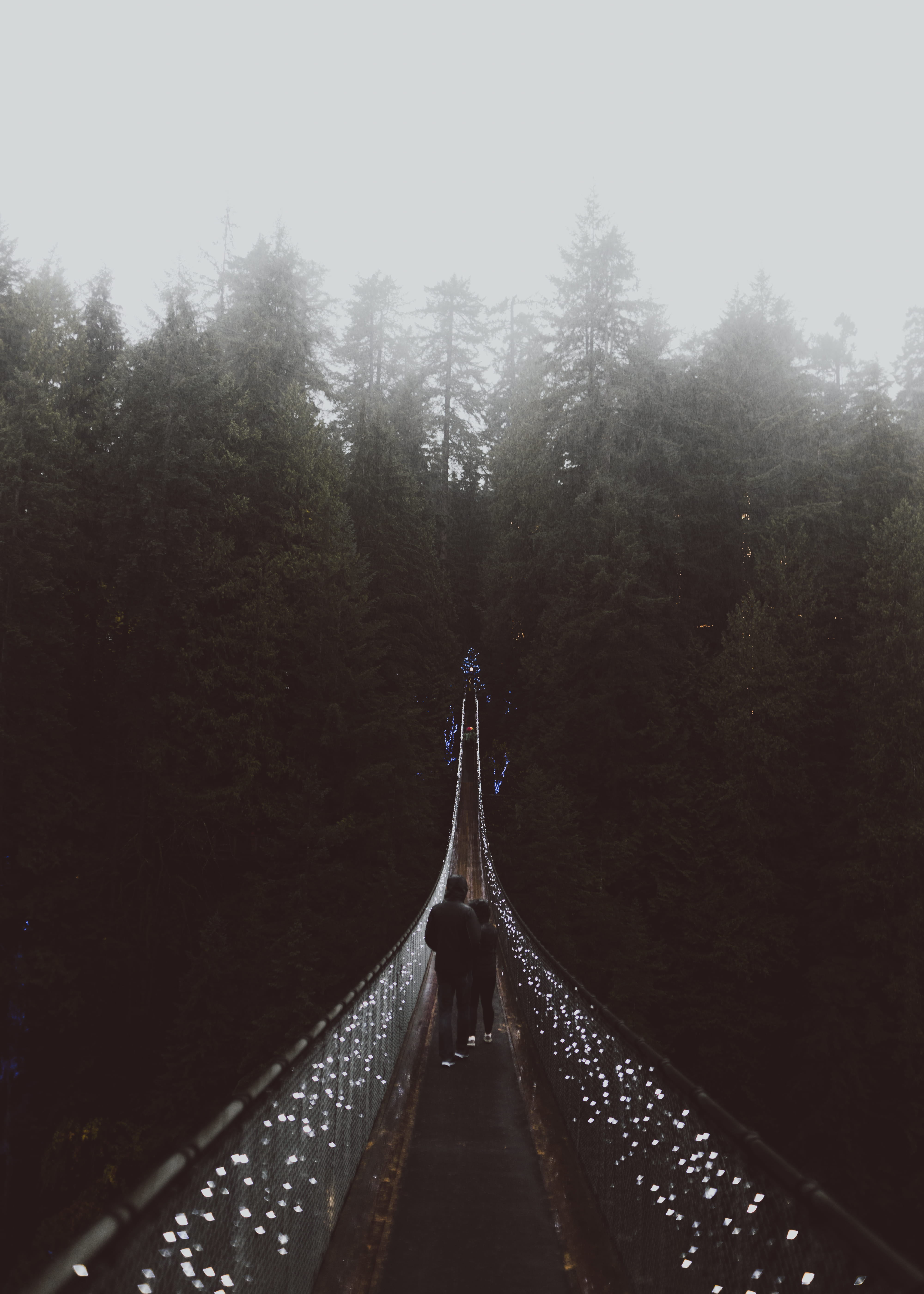 tree person people couple mist misty fog foggy string light 2k 4k