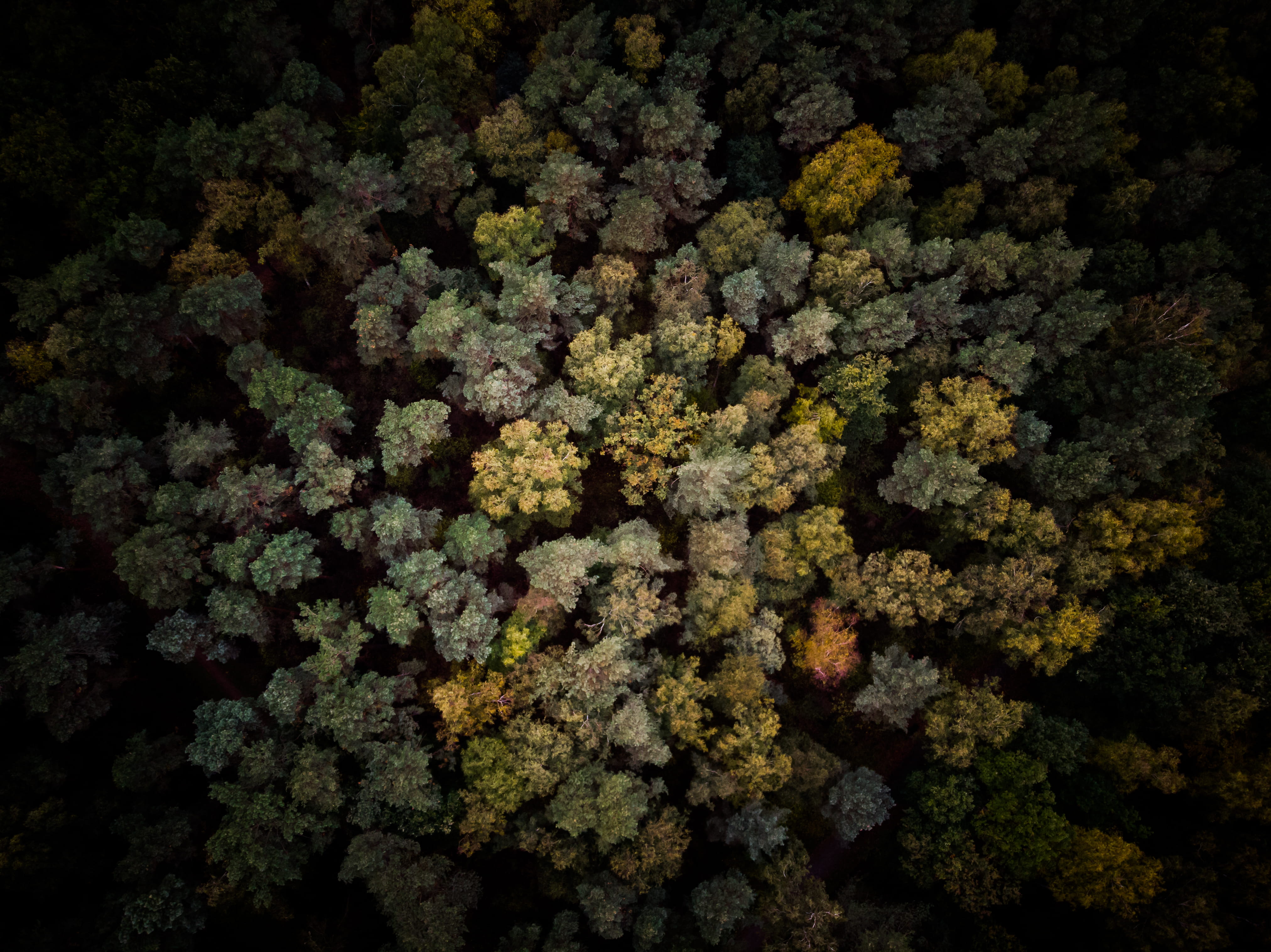 trees bird s eye view drone high autumn forest dark silent 2k 4k