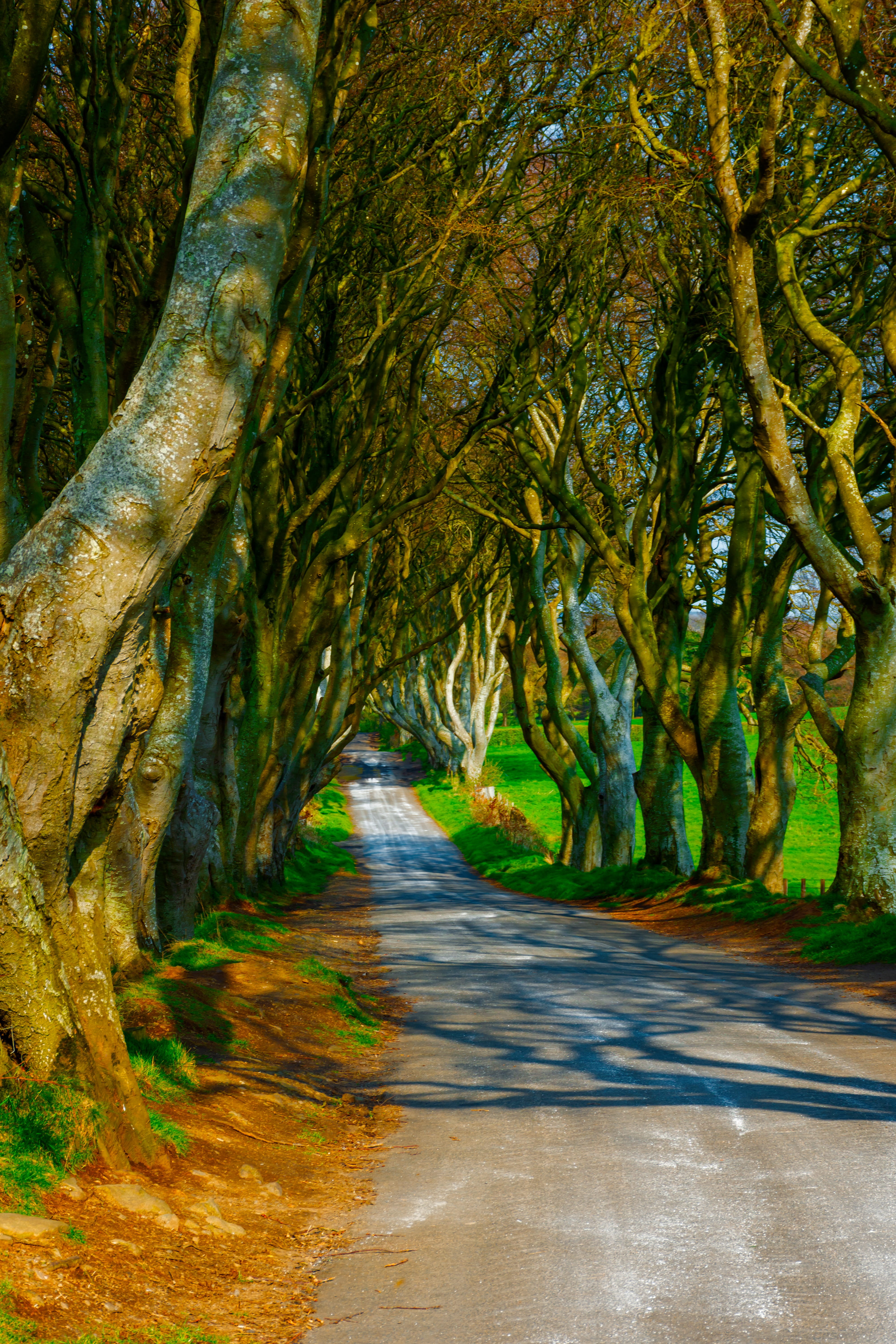 trees dark hedges ireland road mysterious pathway mystical 2k 4k