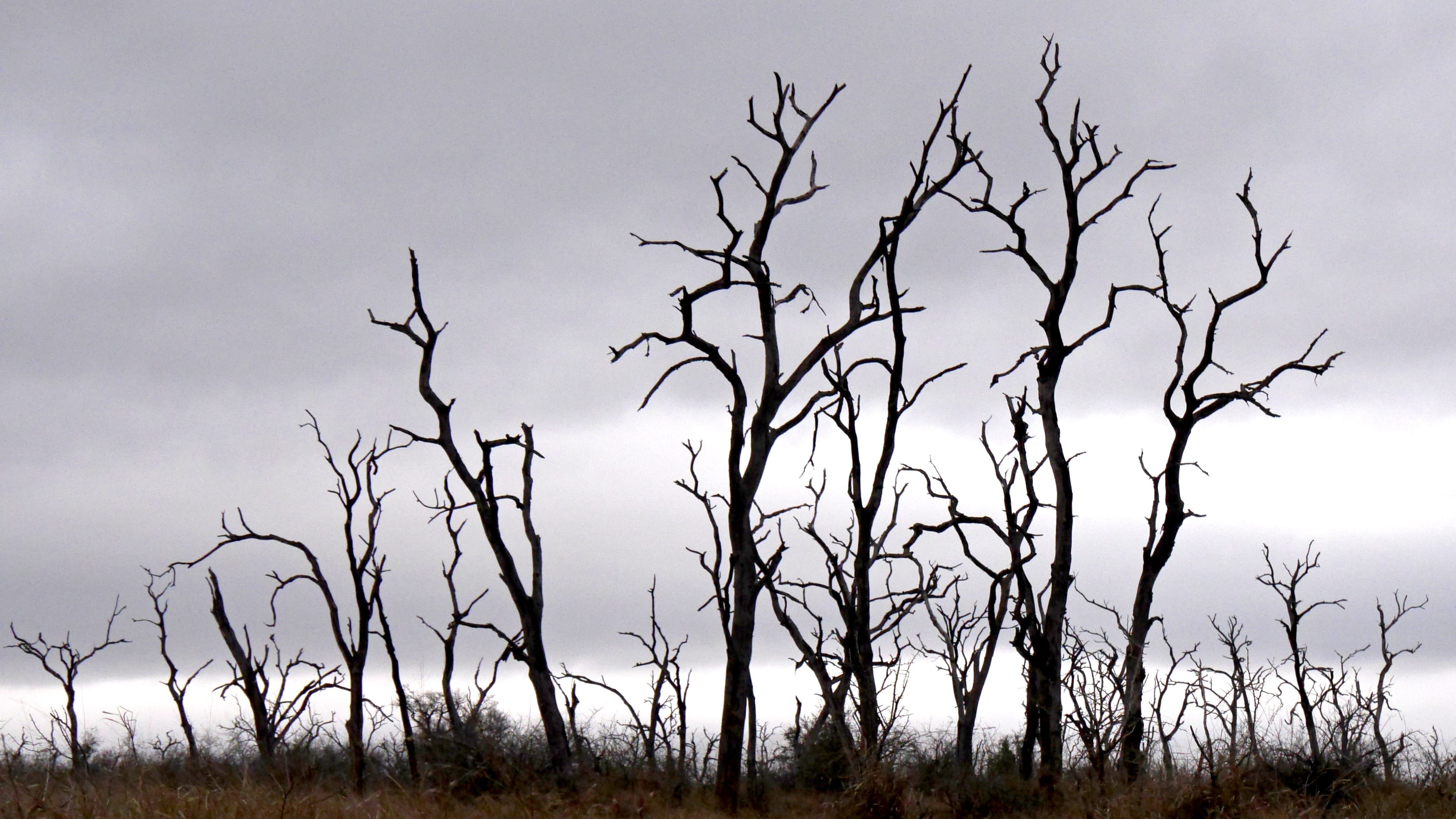 trees dead plant silhouette mystical landscape nature 2k 4k