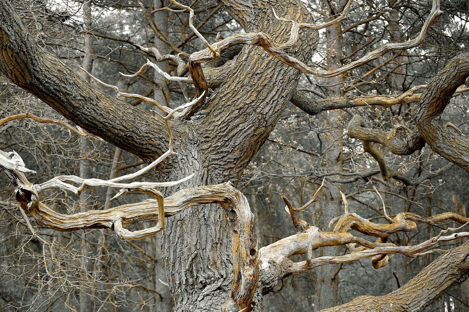 view of dead tree Grove Plant plant aesthetic morsch 2k 4k 5k