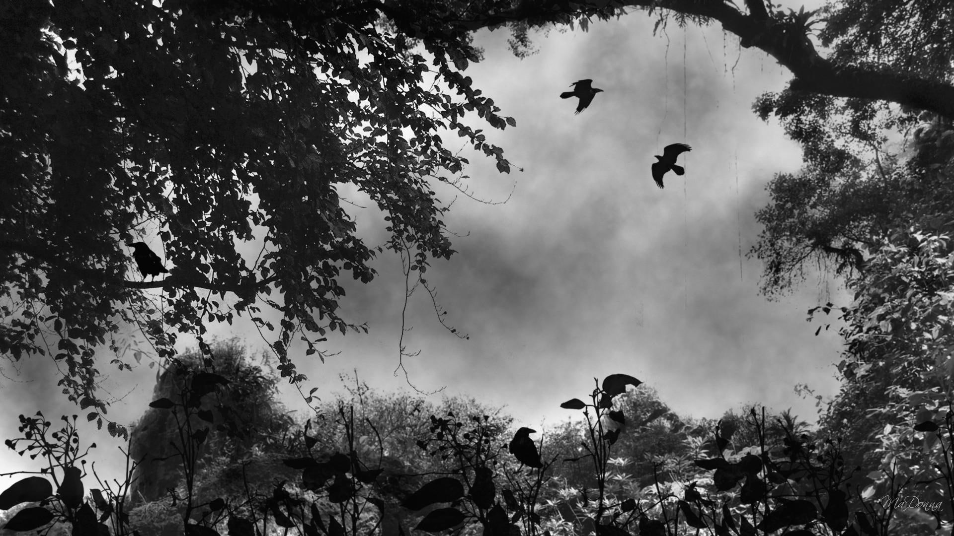 Where Ravens Rest firefox persona mist black and white trees 2k