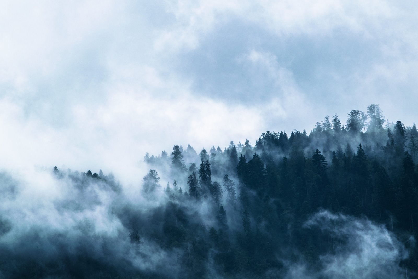 white and black abstract painting forest covered in fog 2k 4k 5k
