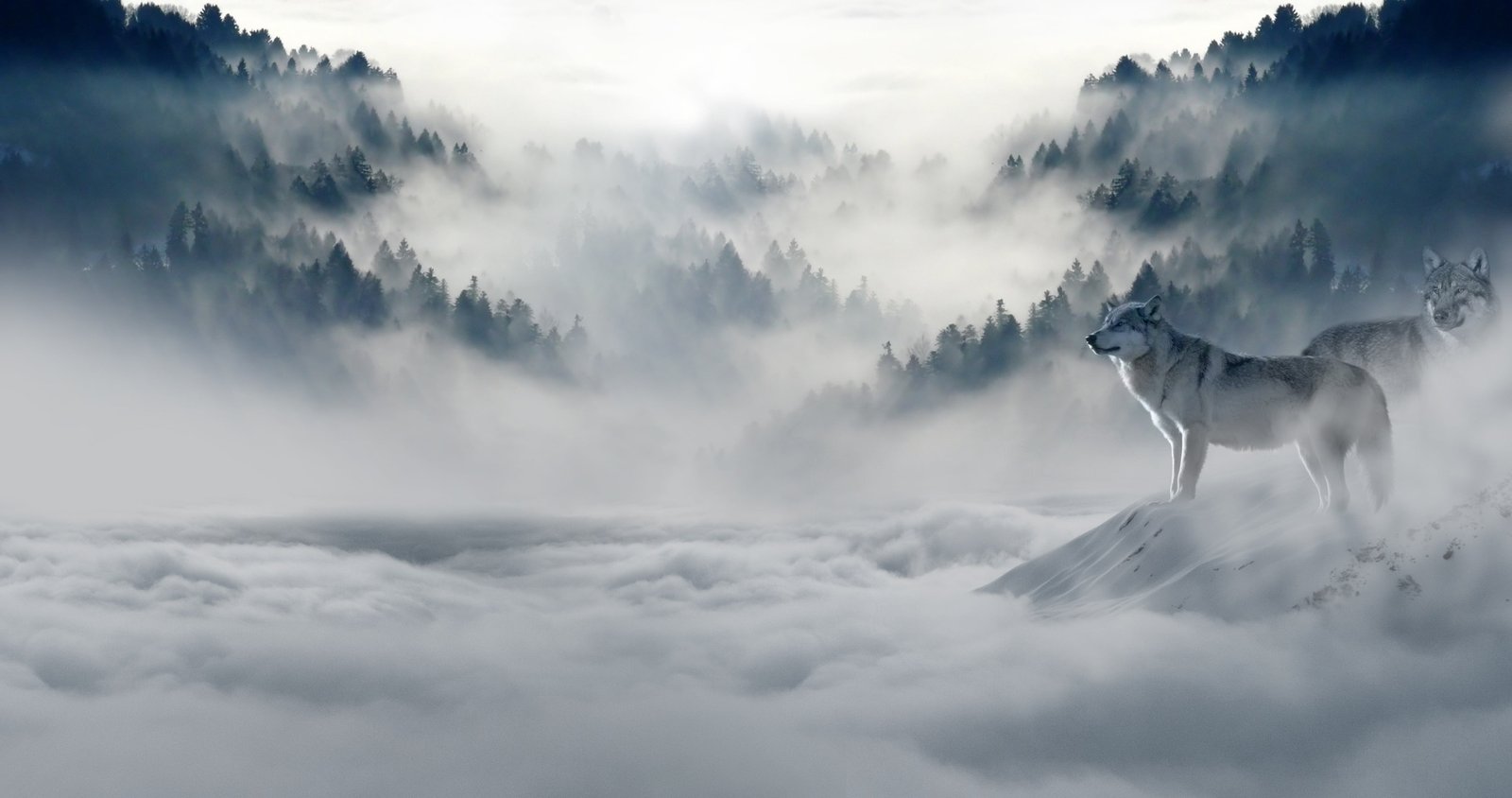 white and black abstract painting photography of wolf 2k 4k