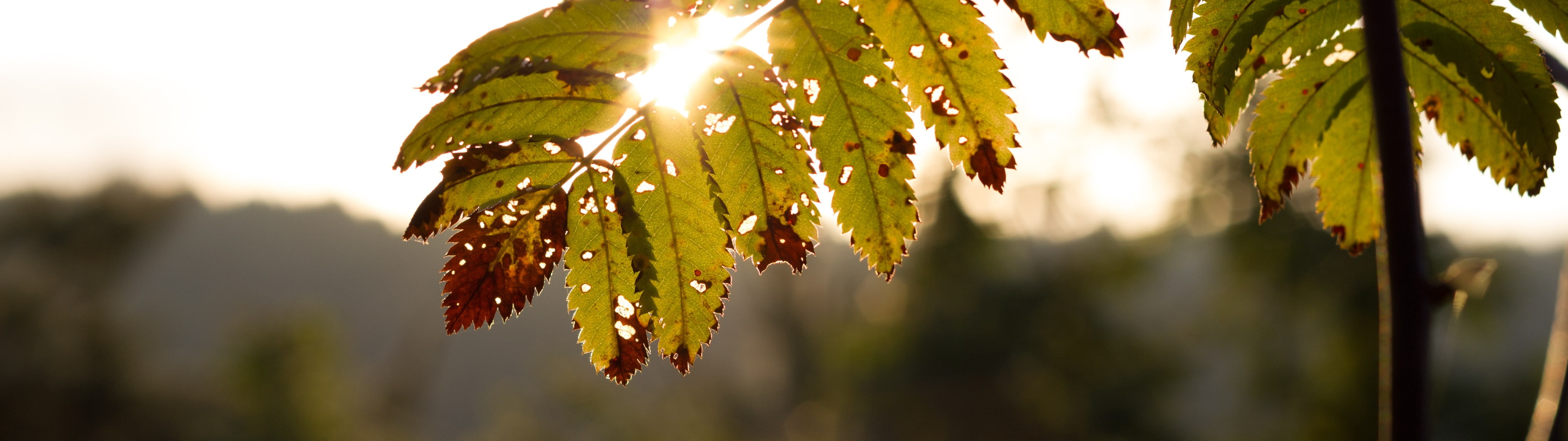 dual monitors multiple display leaves plant nature growth widescreen dualmonitor dualscreen 2k 4k