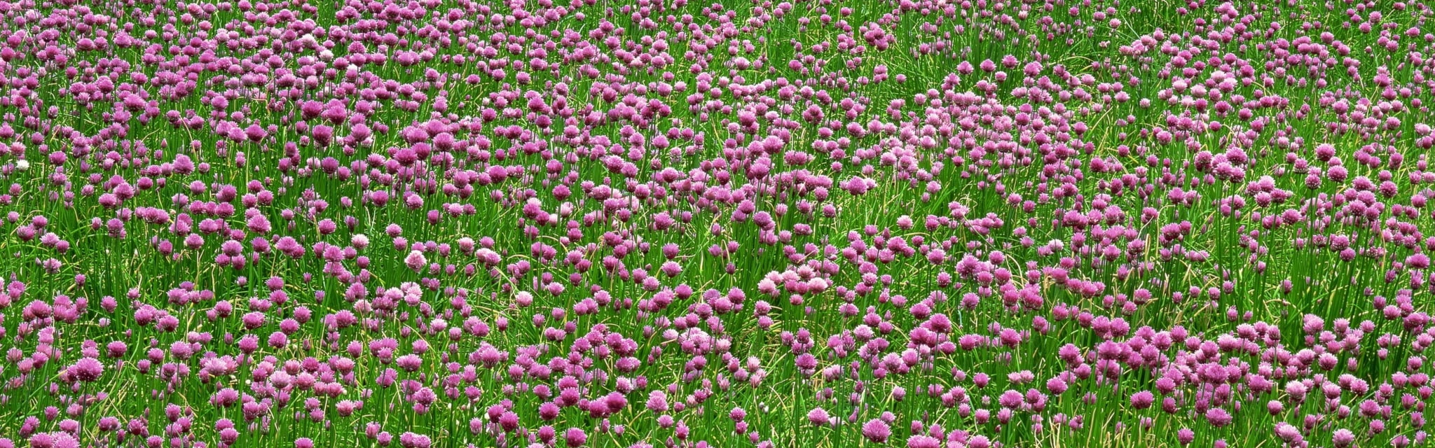 dual screen beautiful pictures for flowering plant vulnerability widescreen dualmonitor dualscreen 2k