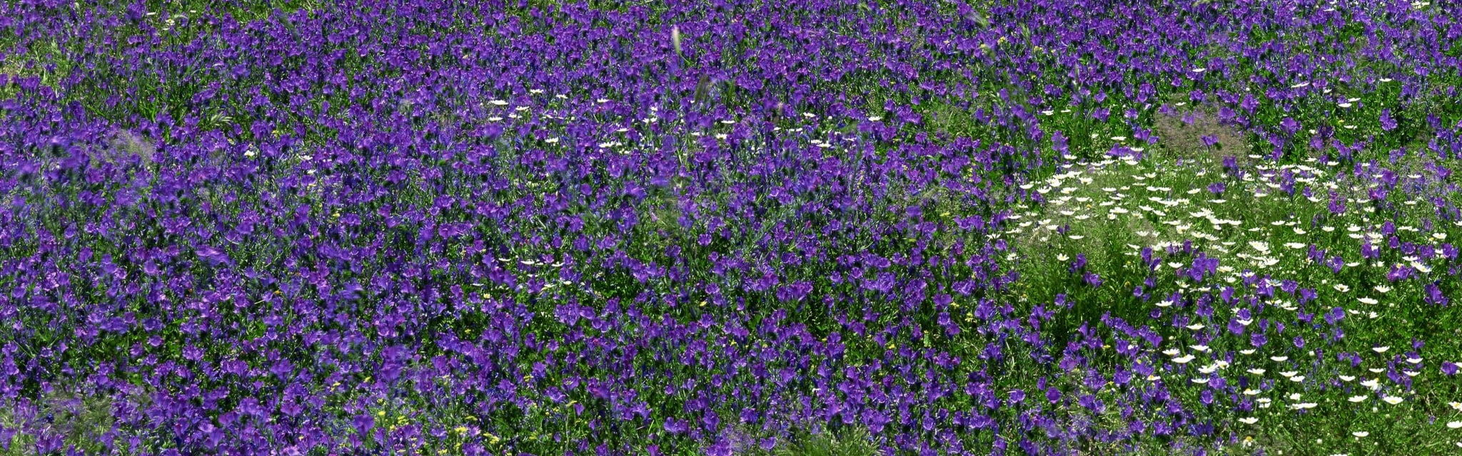 dual screen photography picture flowering plant beauty in nature widescreen dualmonitor dualscreen 2k