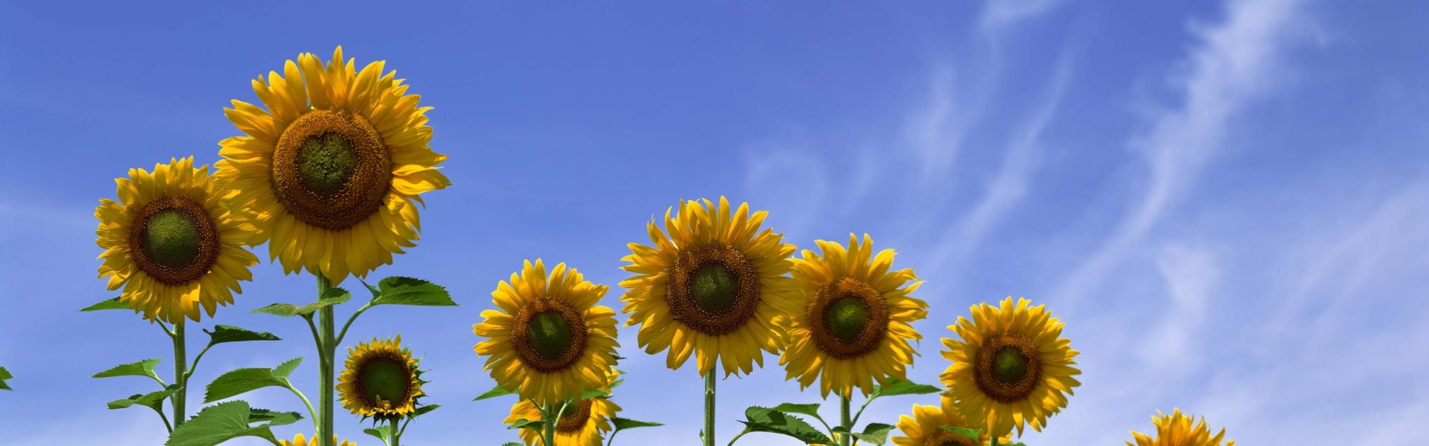 dual screen picture images sky flowering plant yellow beauty in nature widescreen dualmonitor dualscreen 2k