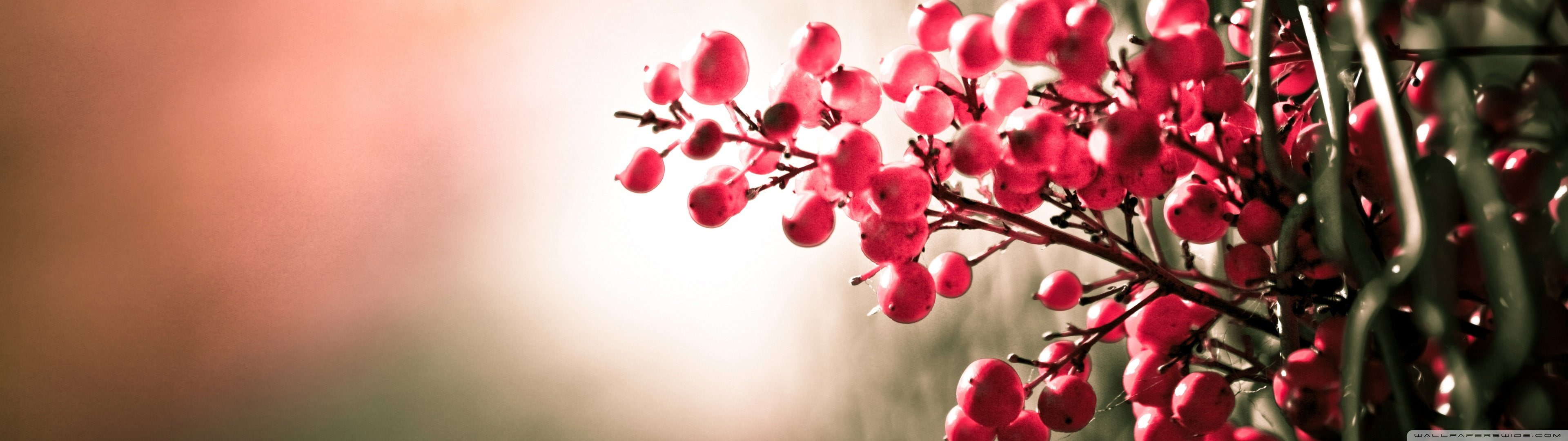 dual fruit monitor multi multiple red rouge screen widescreen dualmonitor dualscreen 2k 4k