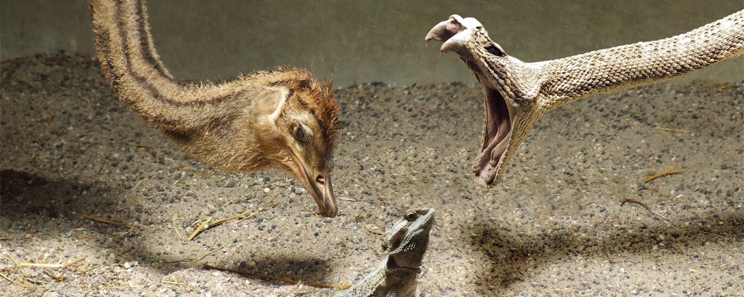 dual monitor multi screen Widescreen animal wildlife animals in the wild widescreen dualmonitor dualscreen 2k