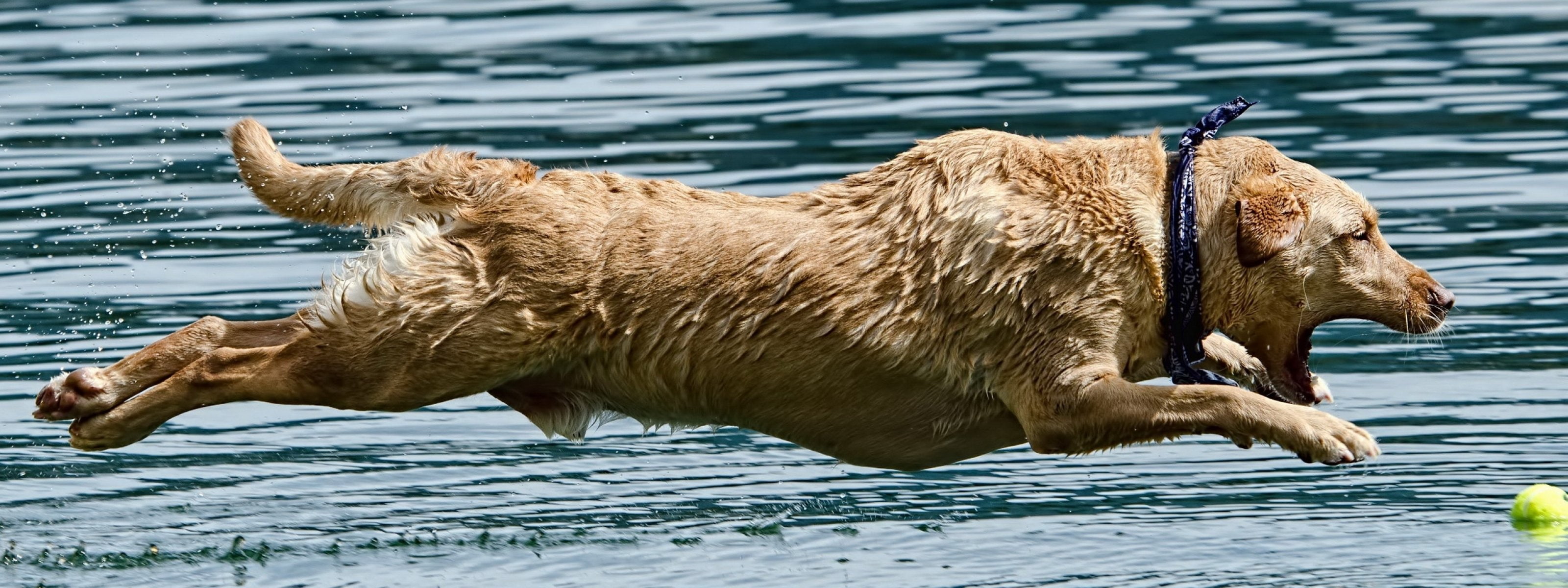 dual monitor multi screen Widescreen animal themes widescreen dualmonitor dualscreen 2k