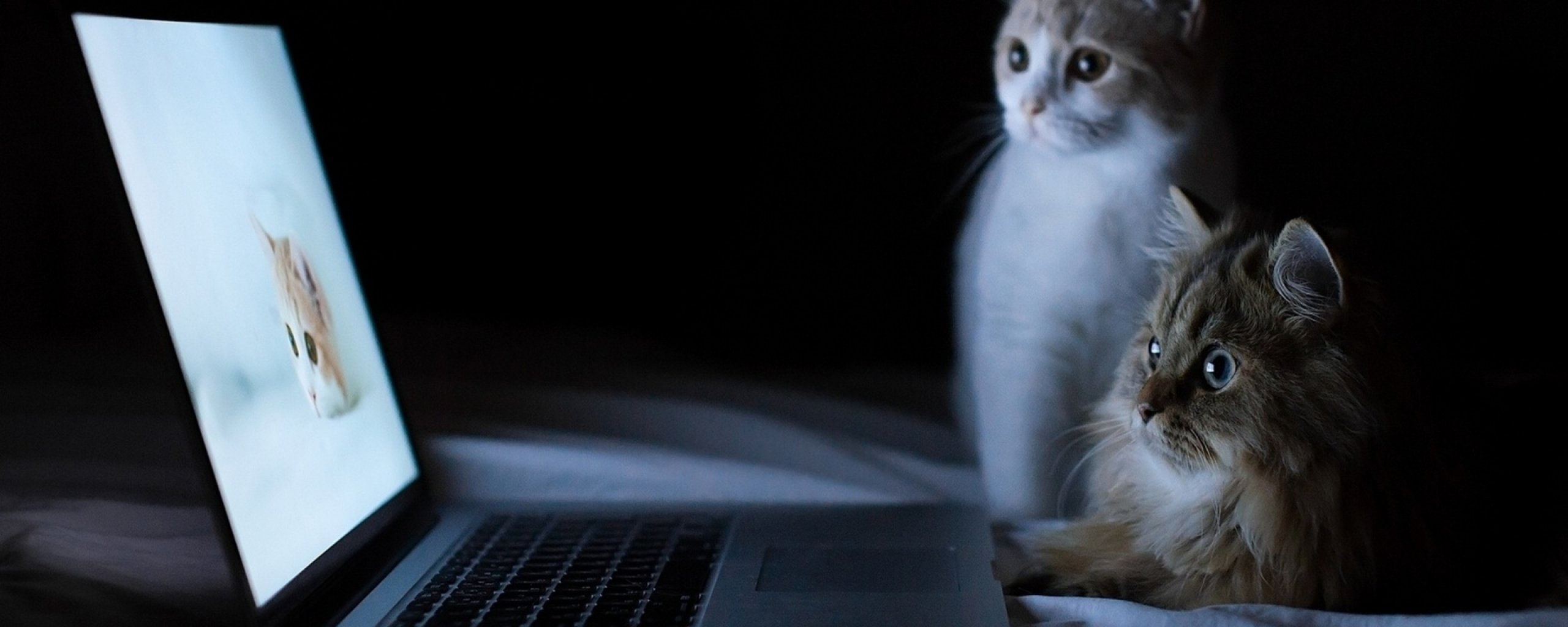 dual monitor multi screen Widescreen animal mammal themes widescreen dualmonitor dualscreen 2k