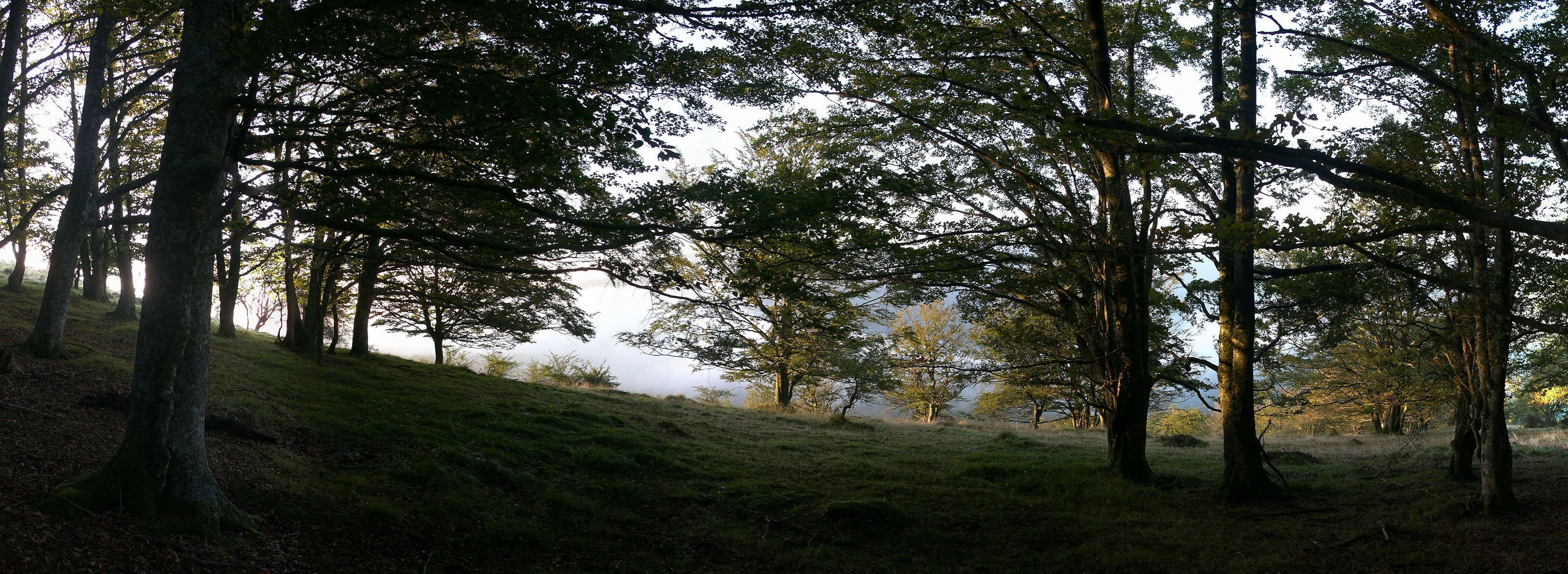 Forest Dual Monitor green leafed trees Nature Forests plant widescreen dualmonitor dualscreen 2k