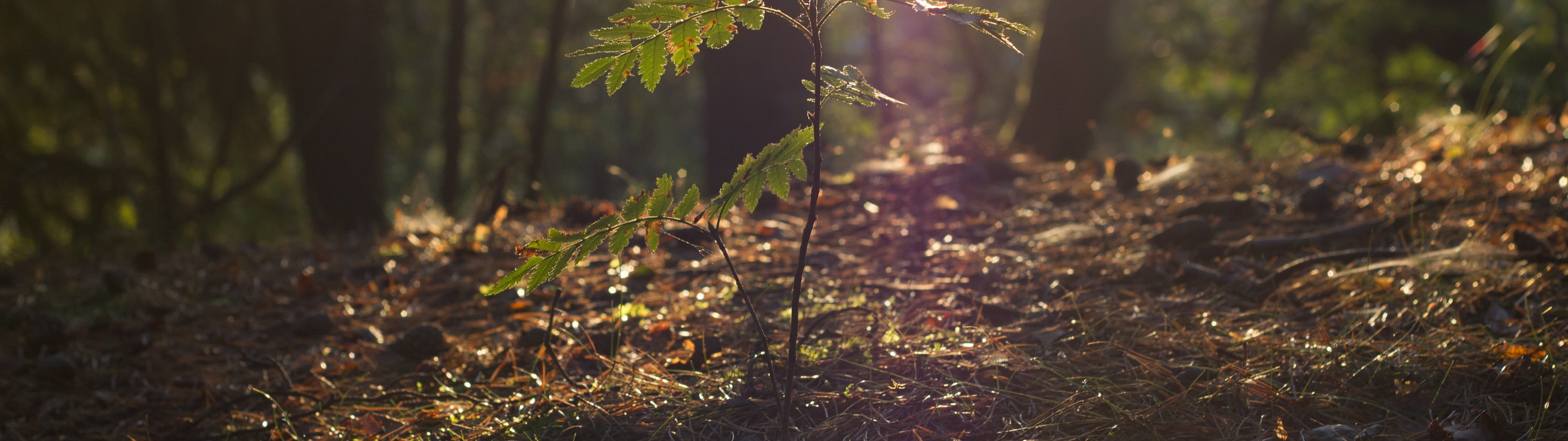 green leafed plant dual monitors multiple display plants land widescreen dualmonitor dualscreen 2k 4k