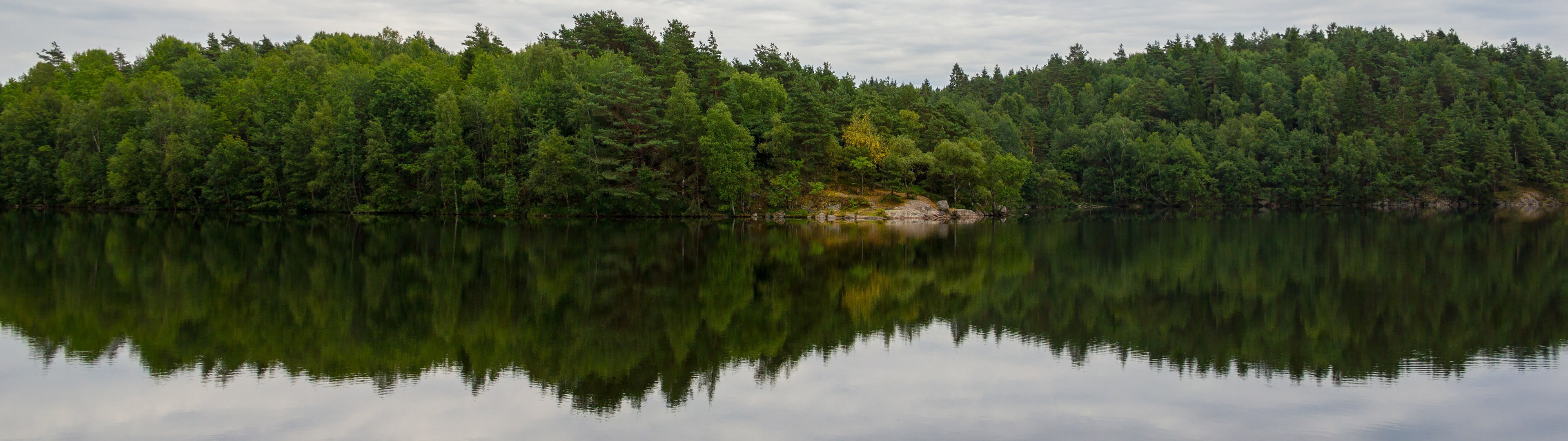 green leafed trees dual monitors multiple display landscape widescreen dualmonitor dualscreen 2k 4k