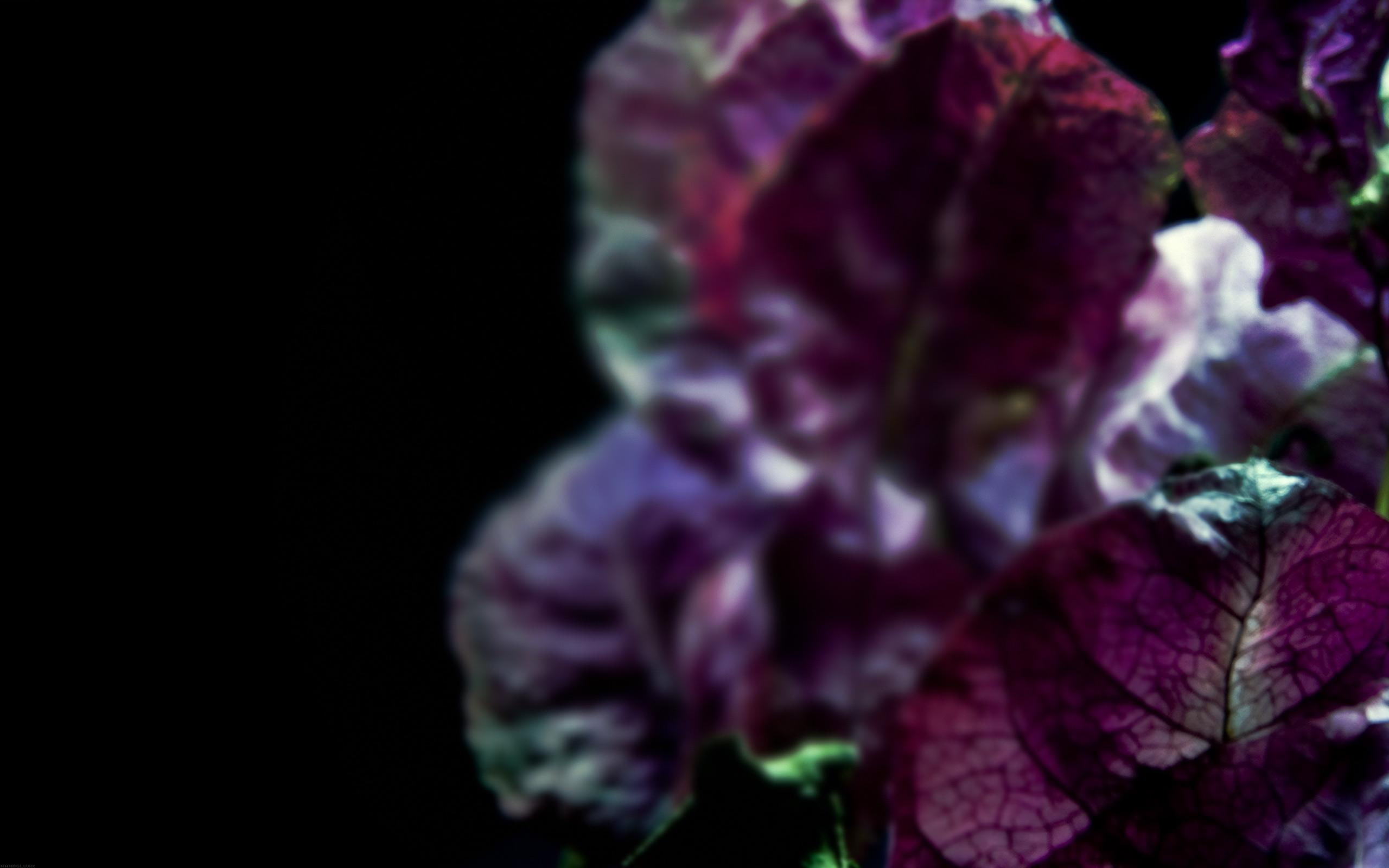 Leaf Veins Blattadern photography dual screen monitor widescreen dualmonitor dualscreen 2k