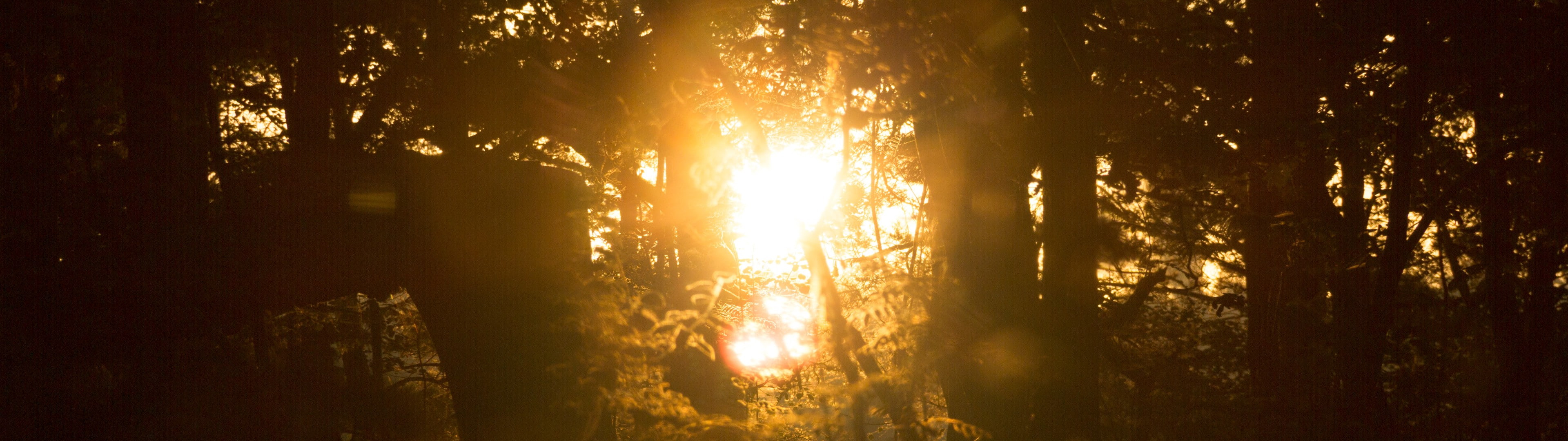 multiple display dual monitors tree plant sunlight forest widescreen dualmonitor dualscreen 2k 4k