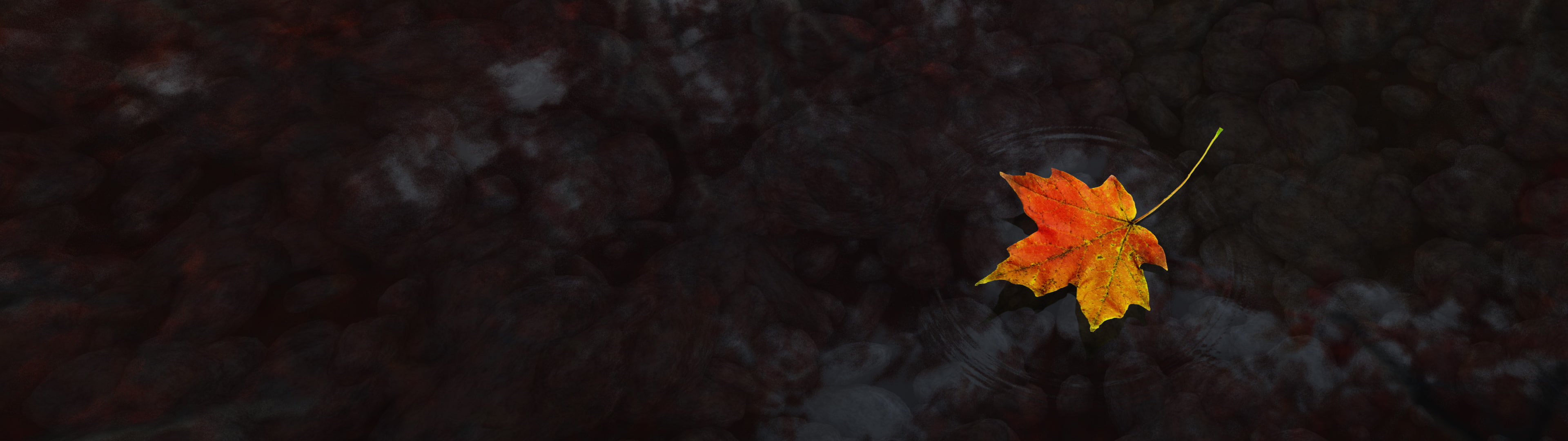 water multiple display maple leaves dual monitors nature widescreen dualmonitor dualscreen 2k 4k