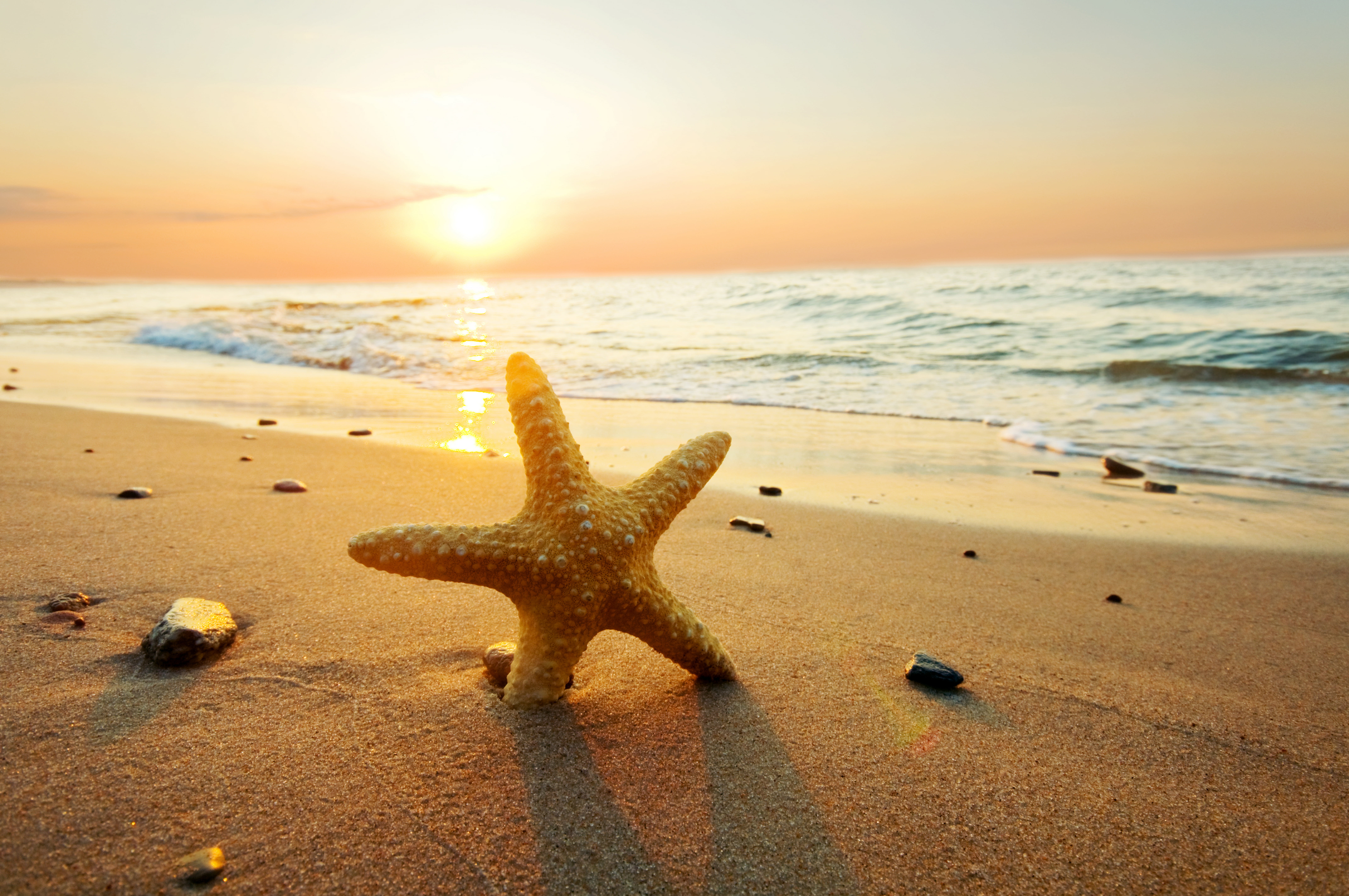 brown starfish sea beach summer the sky clouds sunset nature 2k 4k 5k 8k