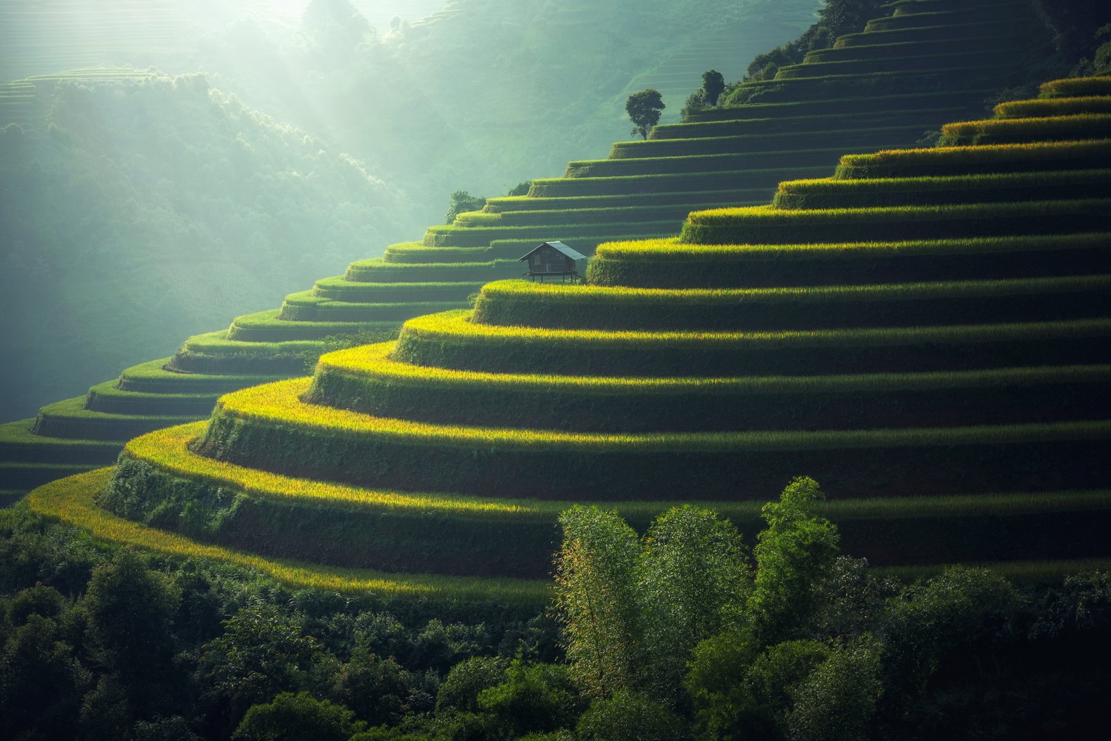 brown tree on rice terraces golf club the village agriculture 2k 4k 5k