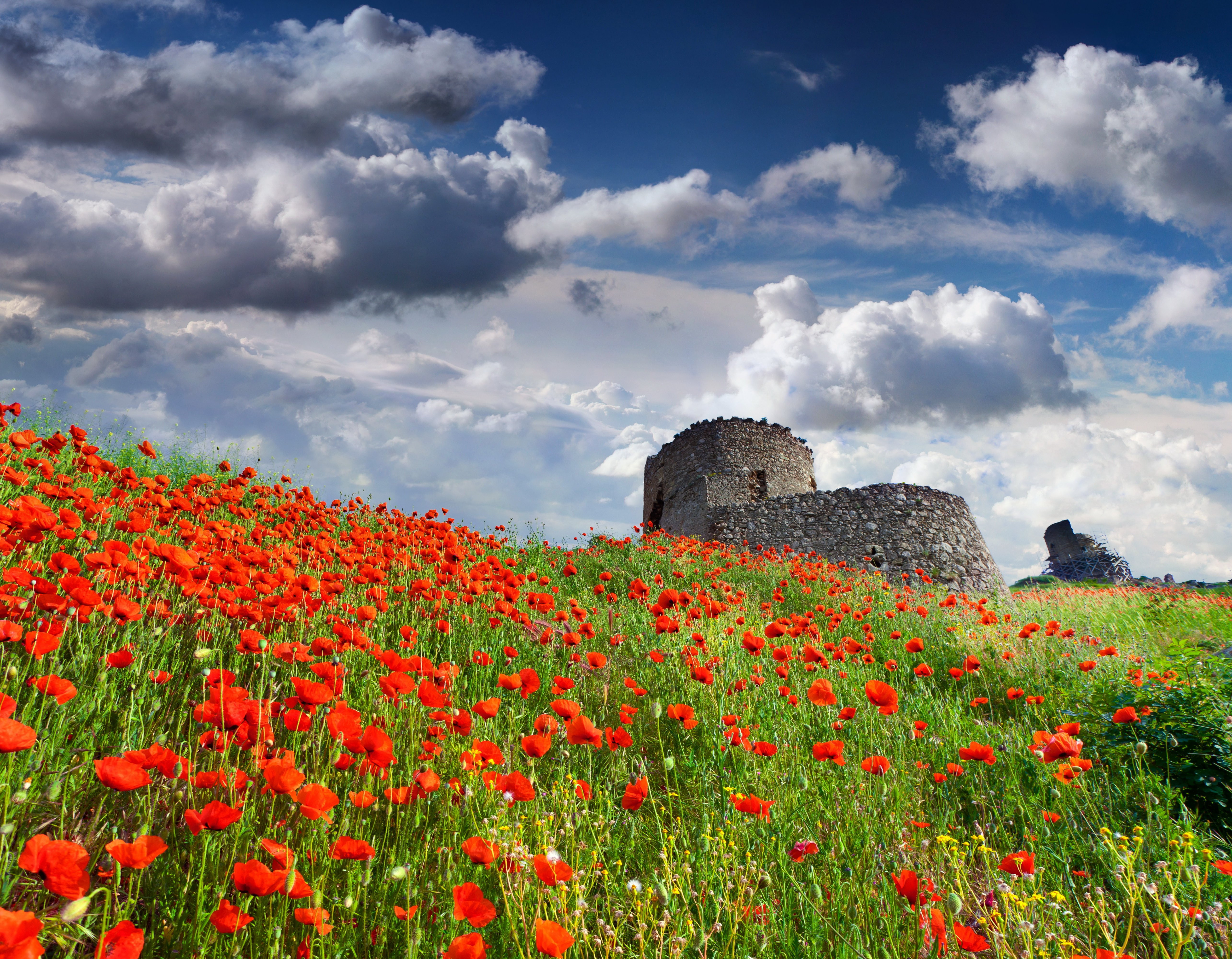 clouds flower nature Poppies sky 2k 4k 5k