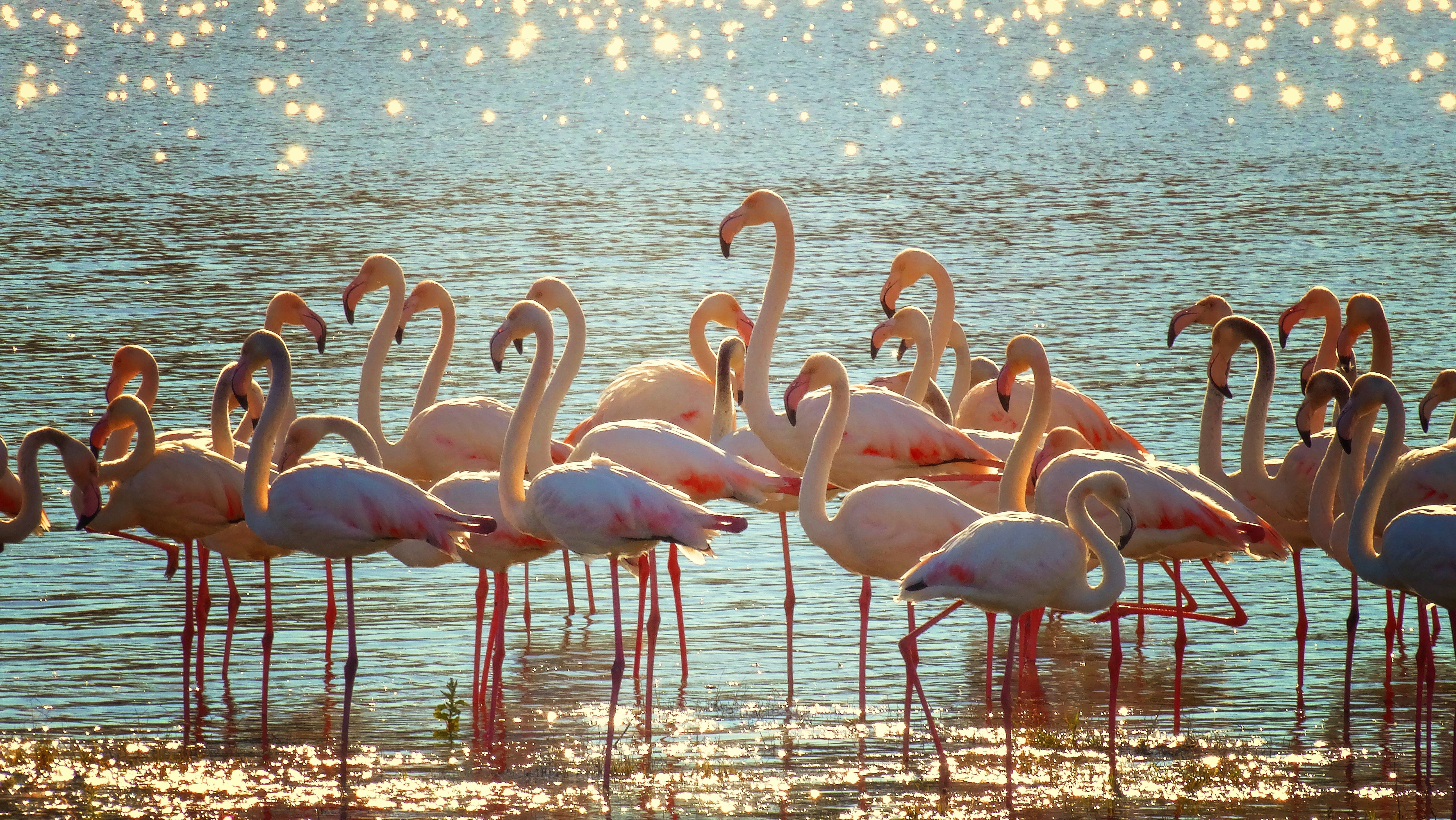 flock of pink flamingos on body water at daytime 2k 4k 5k