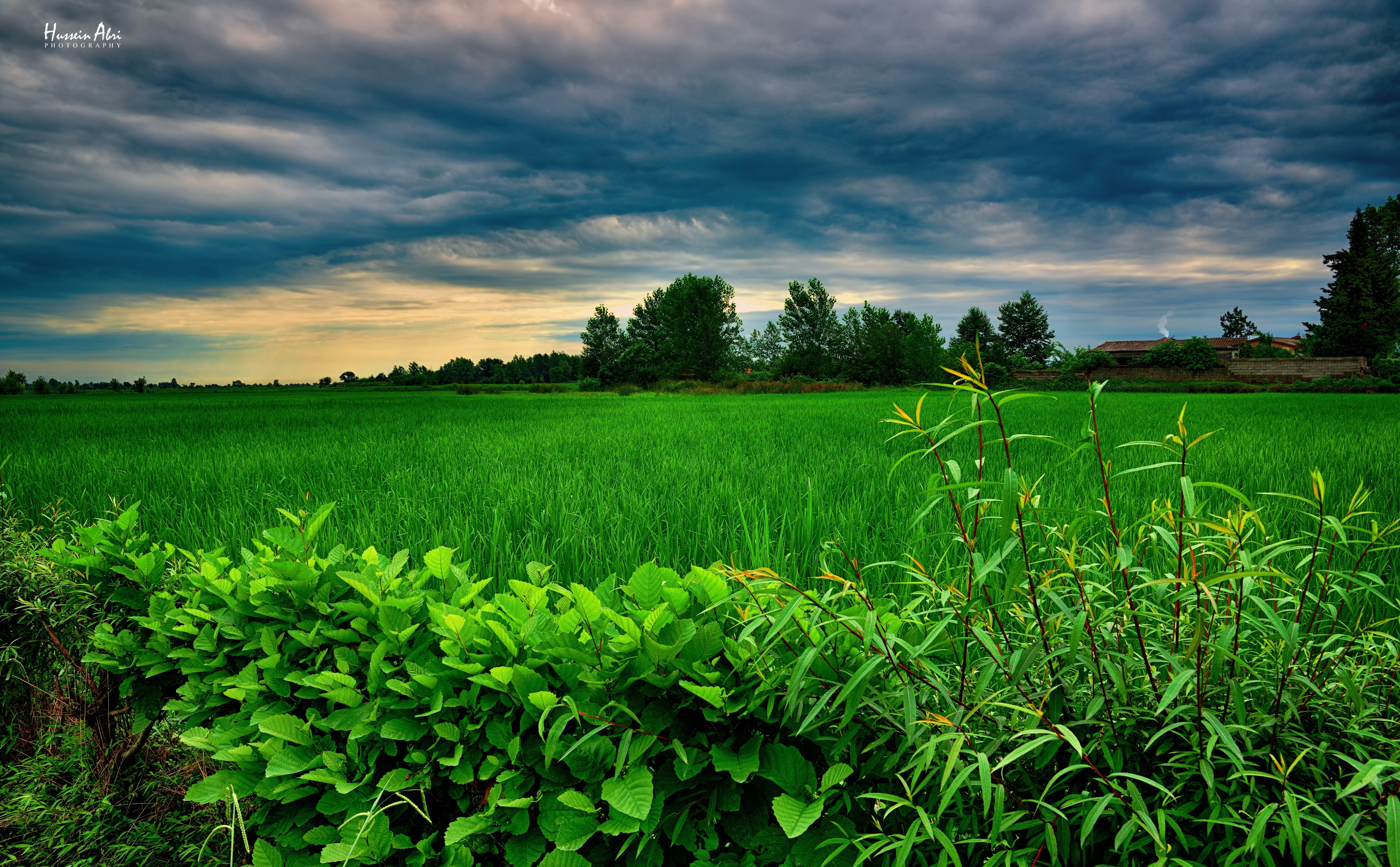 Fuman green leafed plant Asia Iran Nature Beautiful Landscape 2k 4k 5k