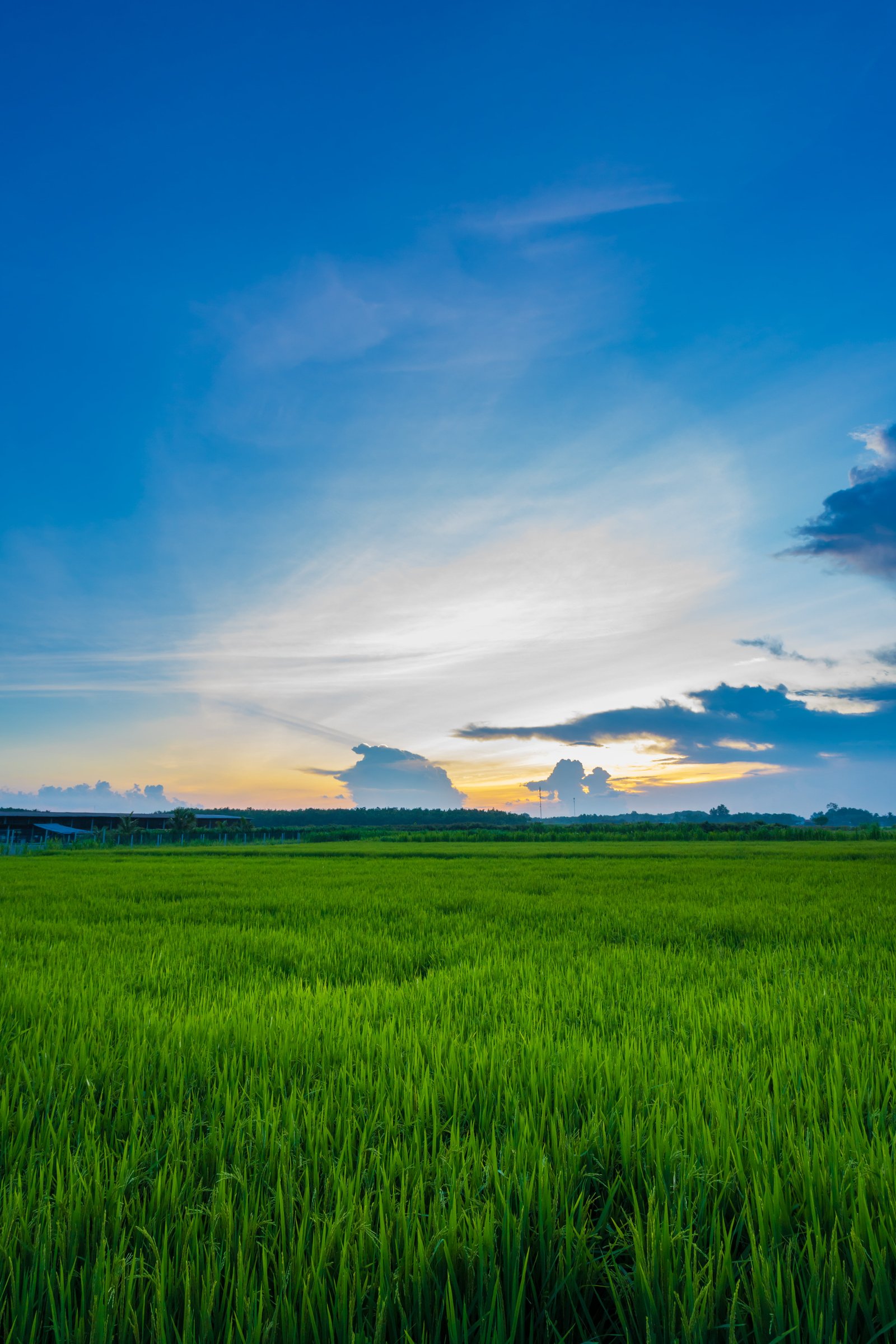 green grass field Sunset Vario Tessar ZA sony nature agriculture 2k 4k 5k