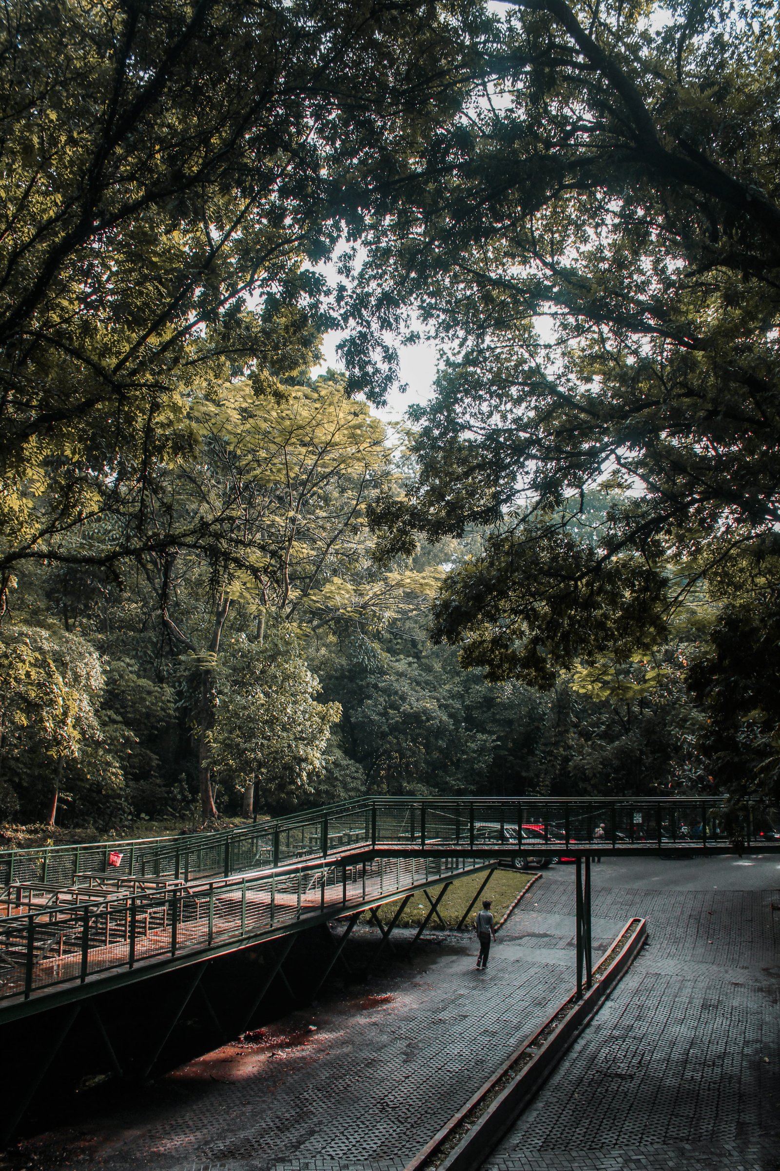 indonesia forest walk babakan siliwangi nature bandung wallpaper 2k