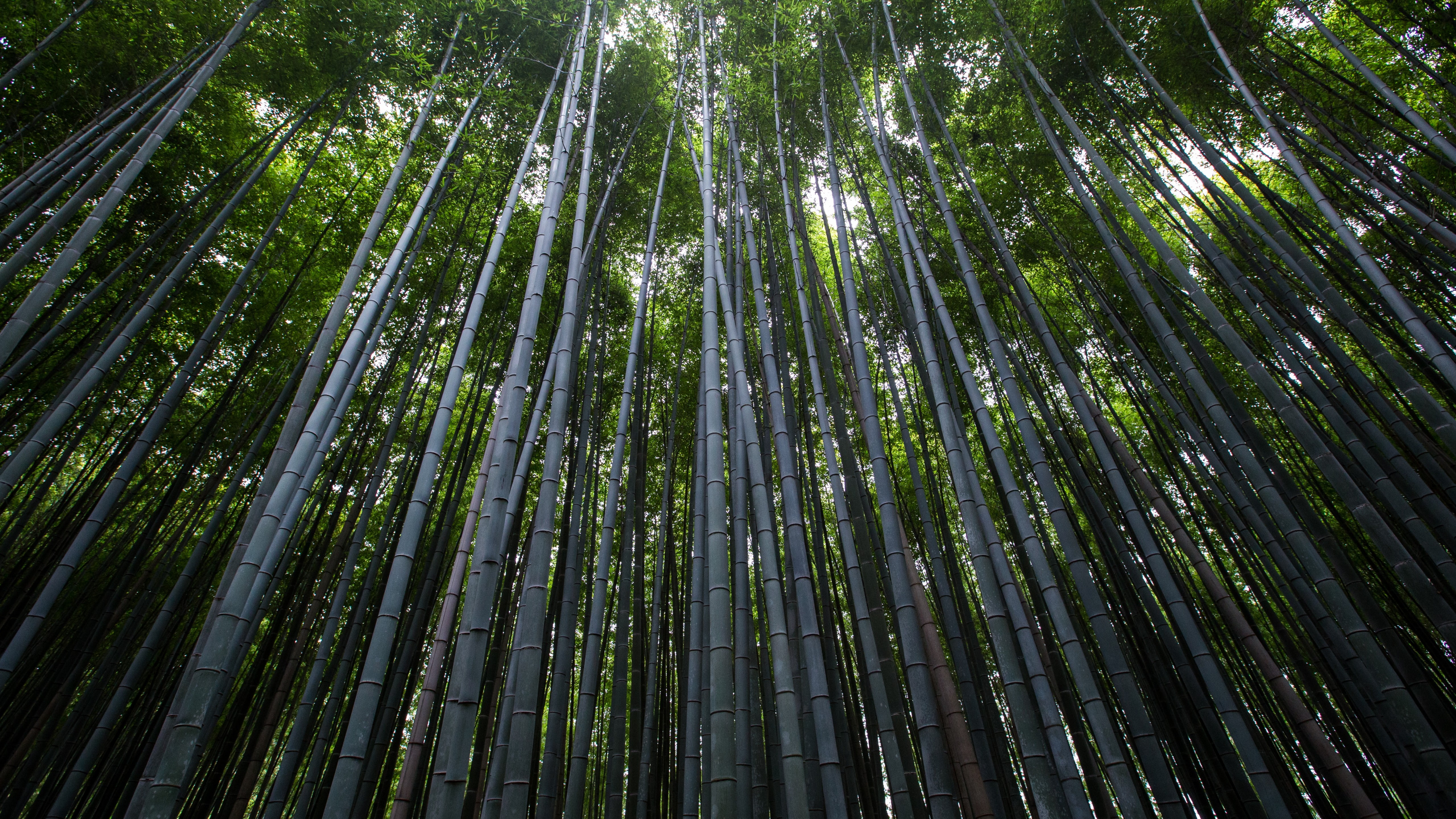 low angle photography of bamboo trees during daytime Forest 2k 4k 5k