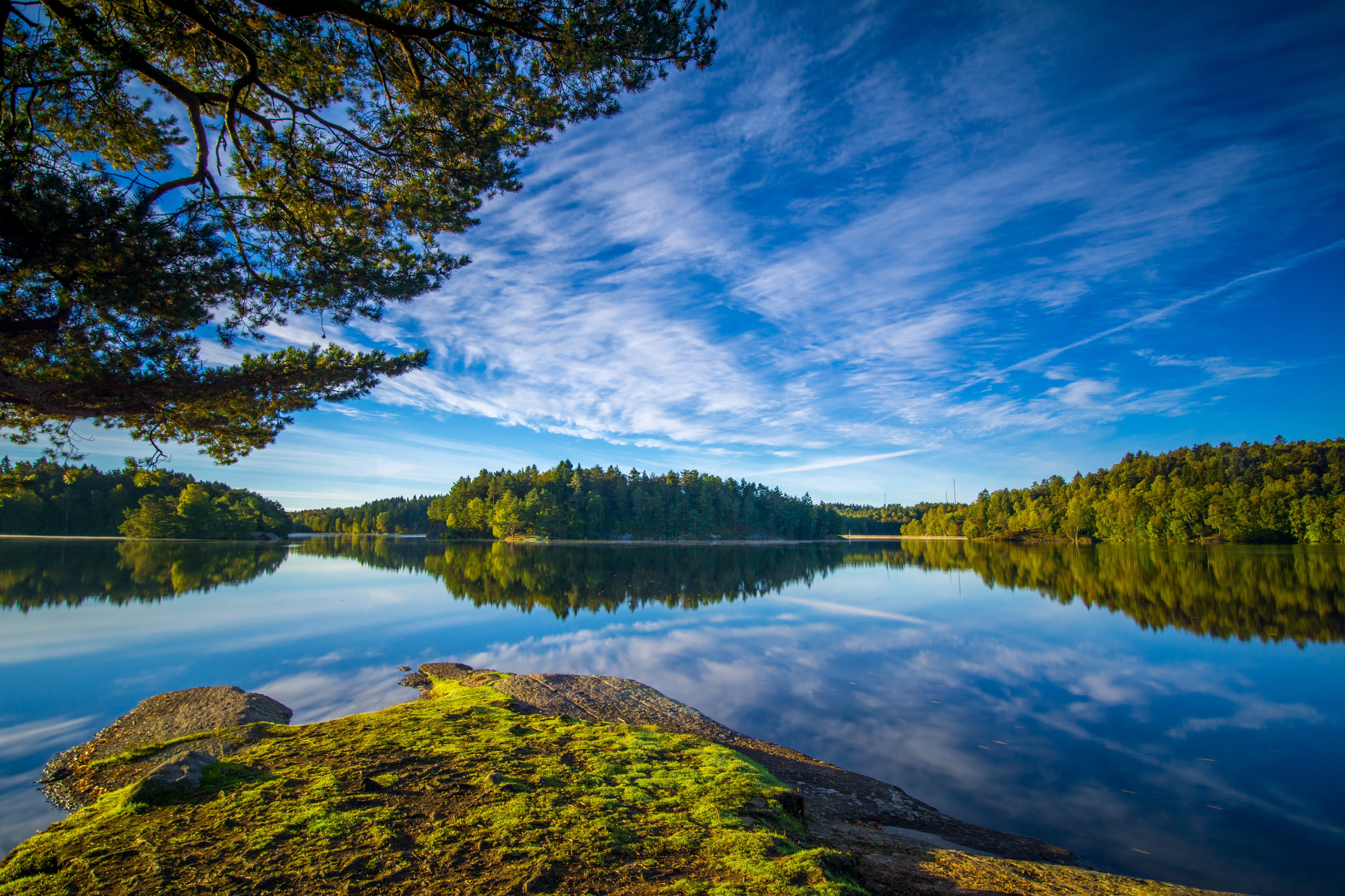panorama photography of calm body water surrounded by green leaf plant 2k 4k 5k