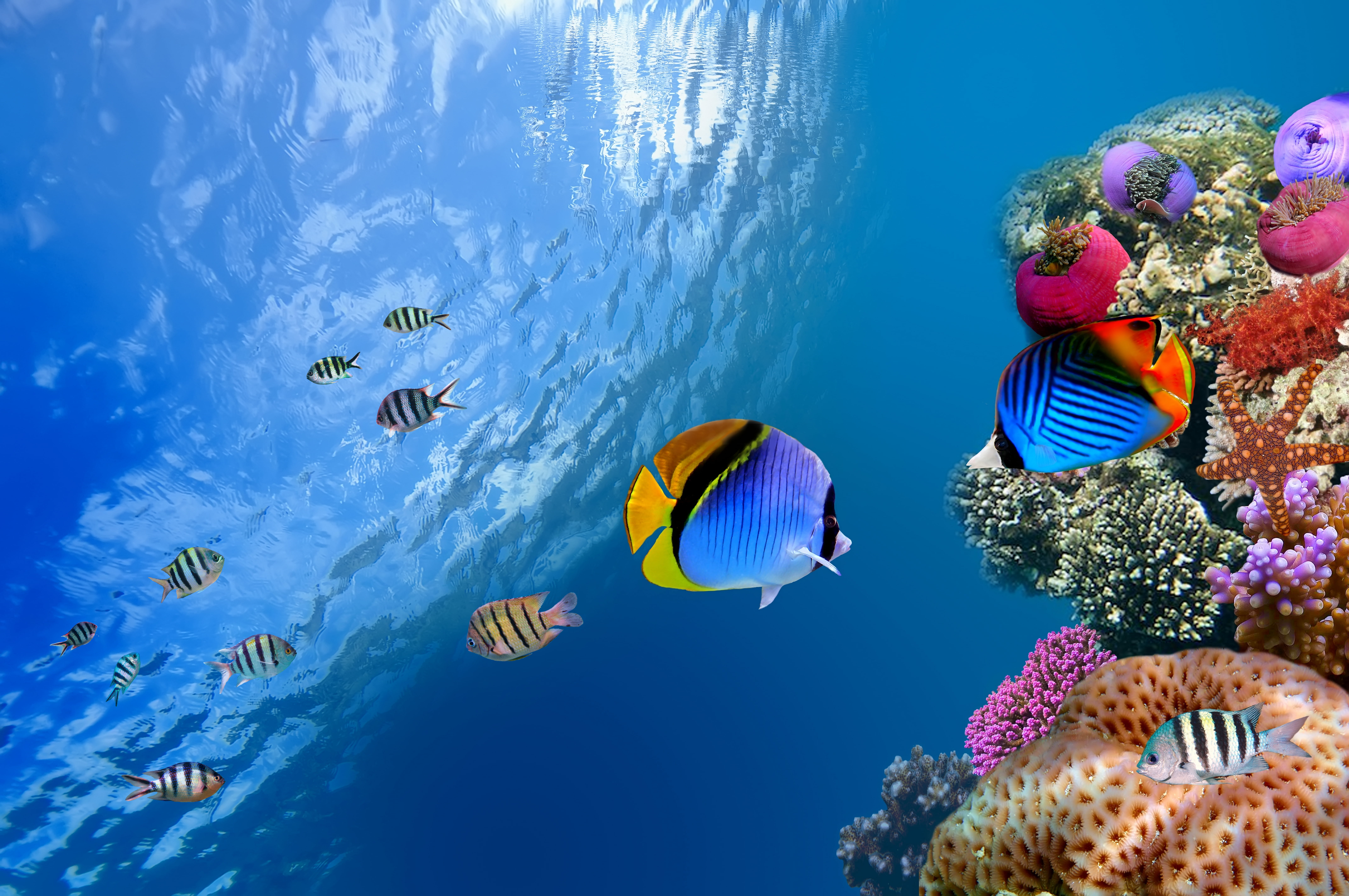 school of blue and white fish sea the ocean underwater coral 2k 4k 5k 8k