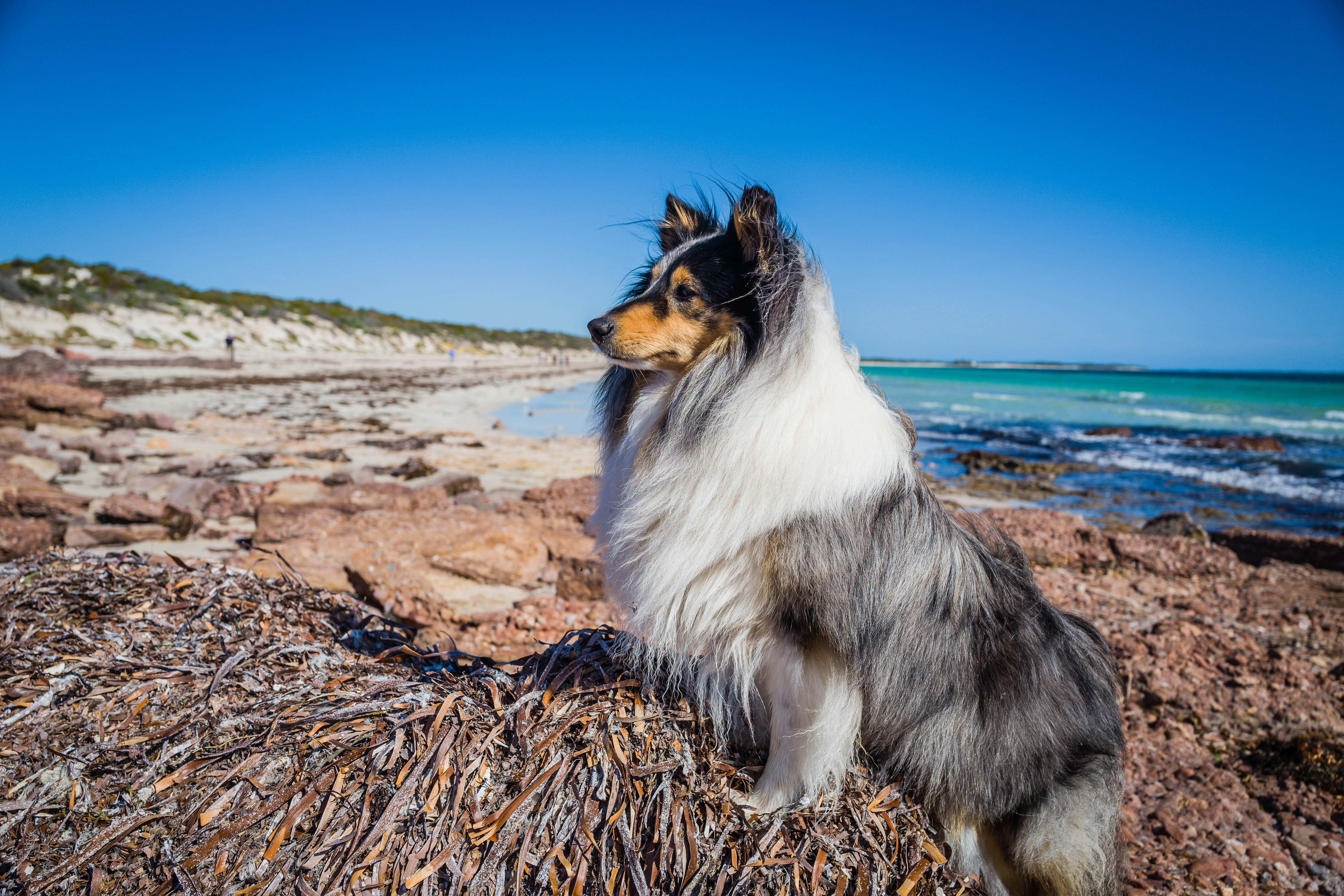 Shetland Sheep Dog beach 2k 4k 5k