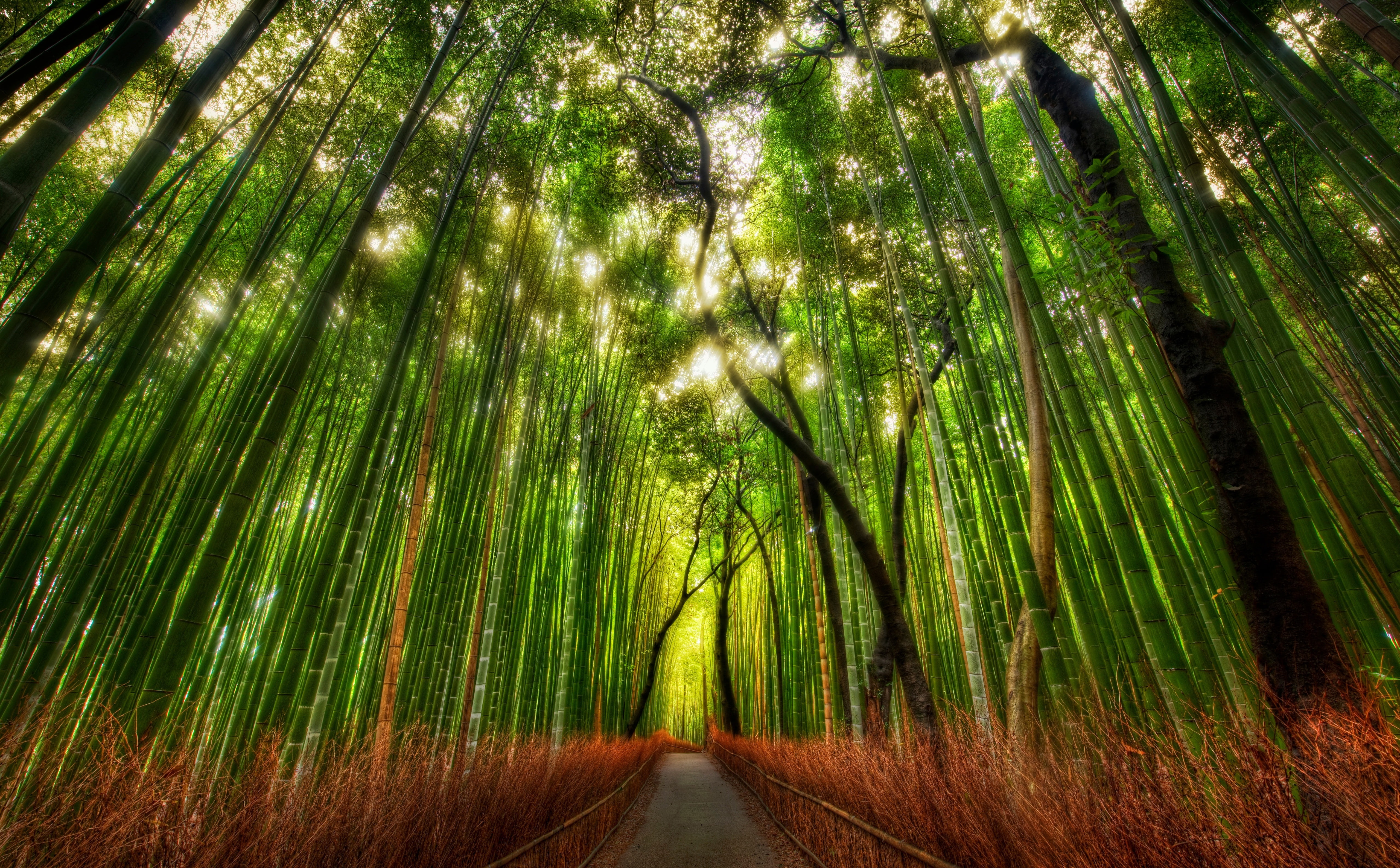 Bamboo Forest green trees Nature Forests Traveler Japan 2k 4k 5k