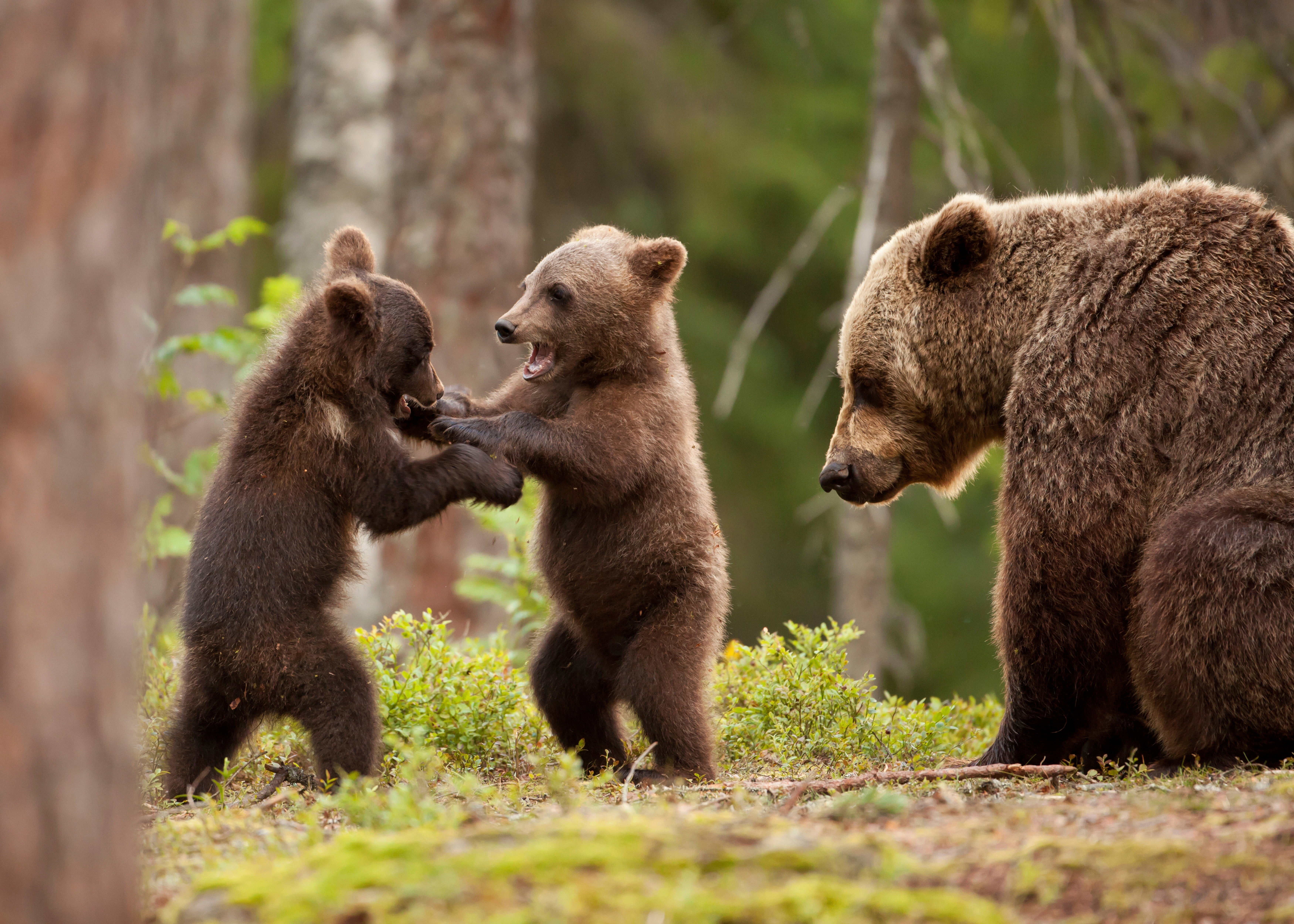 brown bears nature animals forest trees playing baby 2k 4k 5k