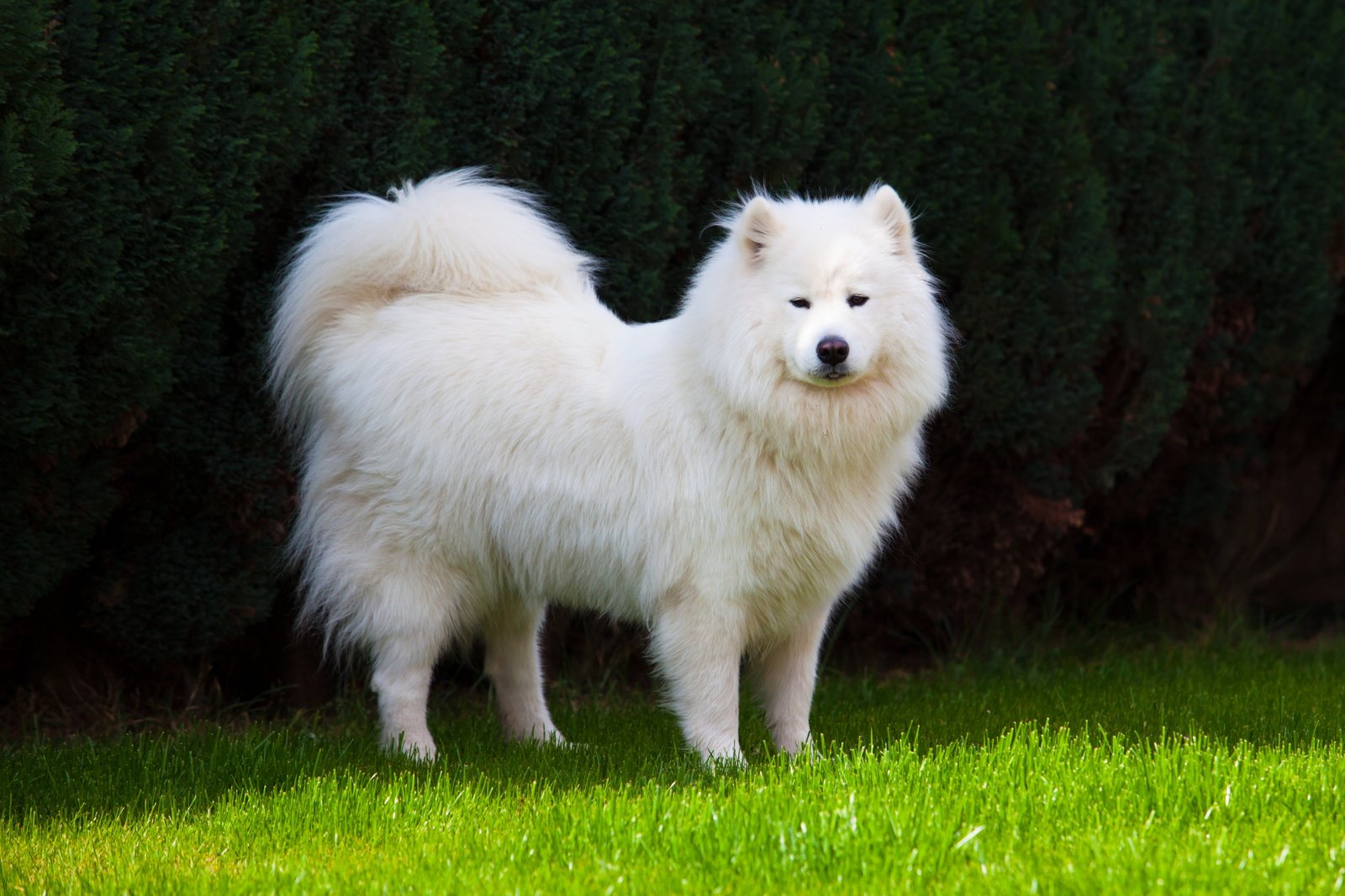 canine dog dogs HD 2k 4k 5k 8k