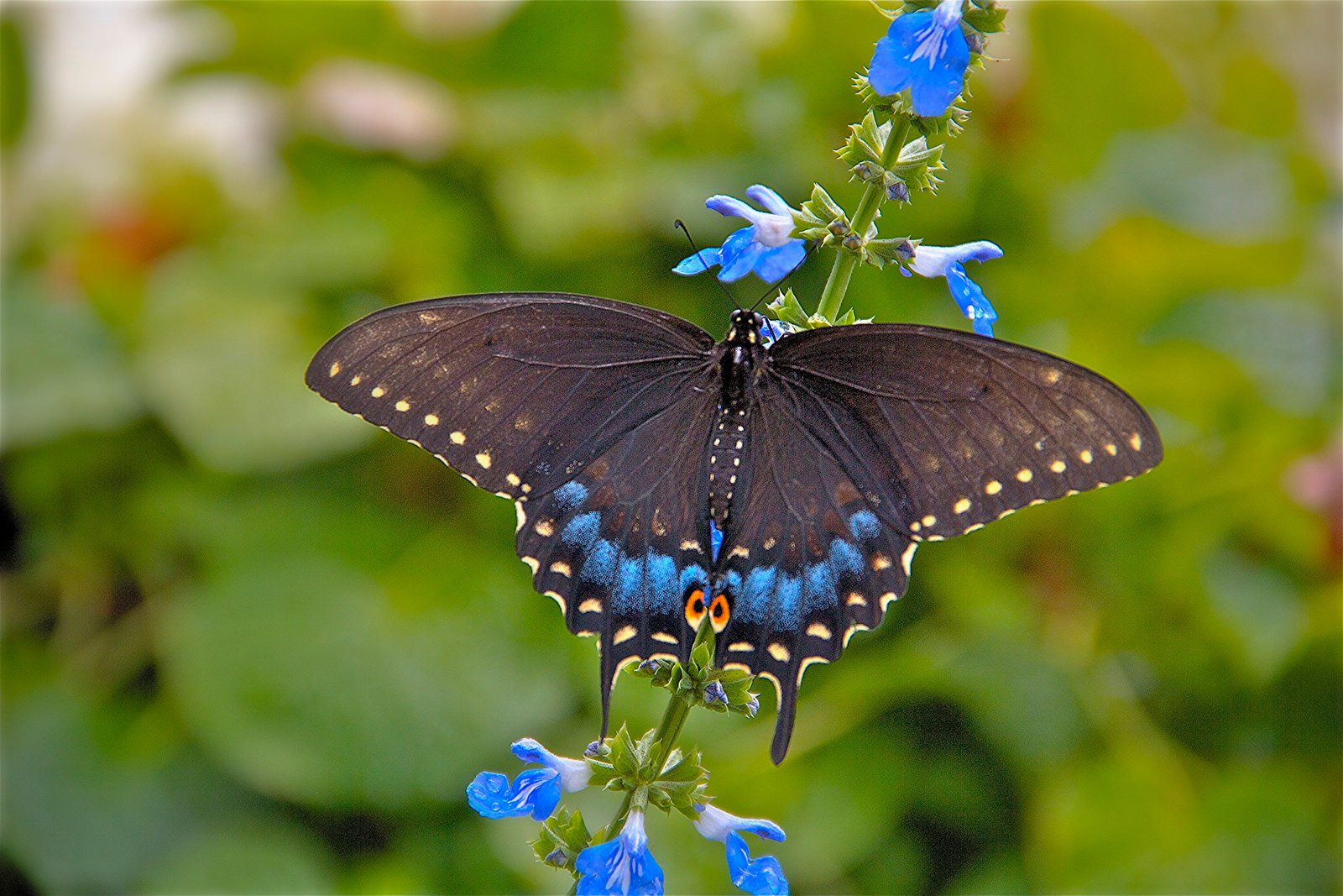 Giant Swallowtail Butterfly butterfly 2k 4k 5k