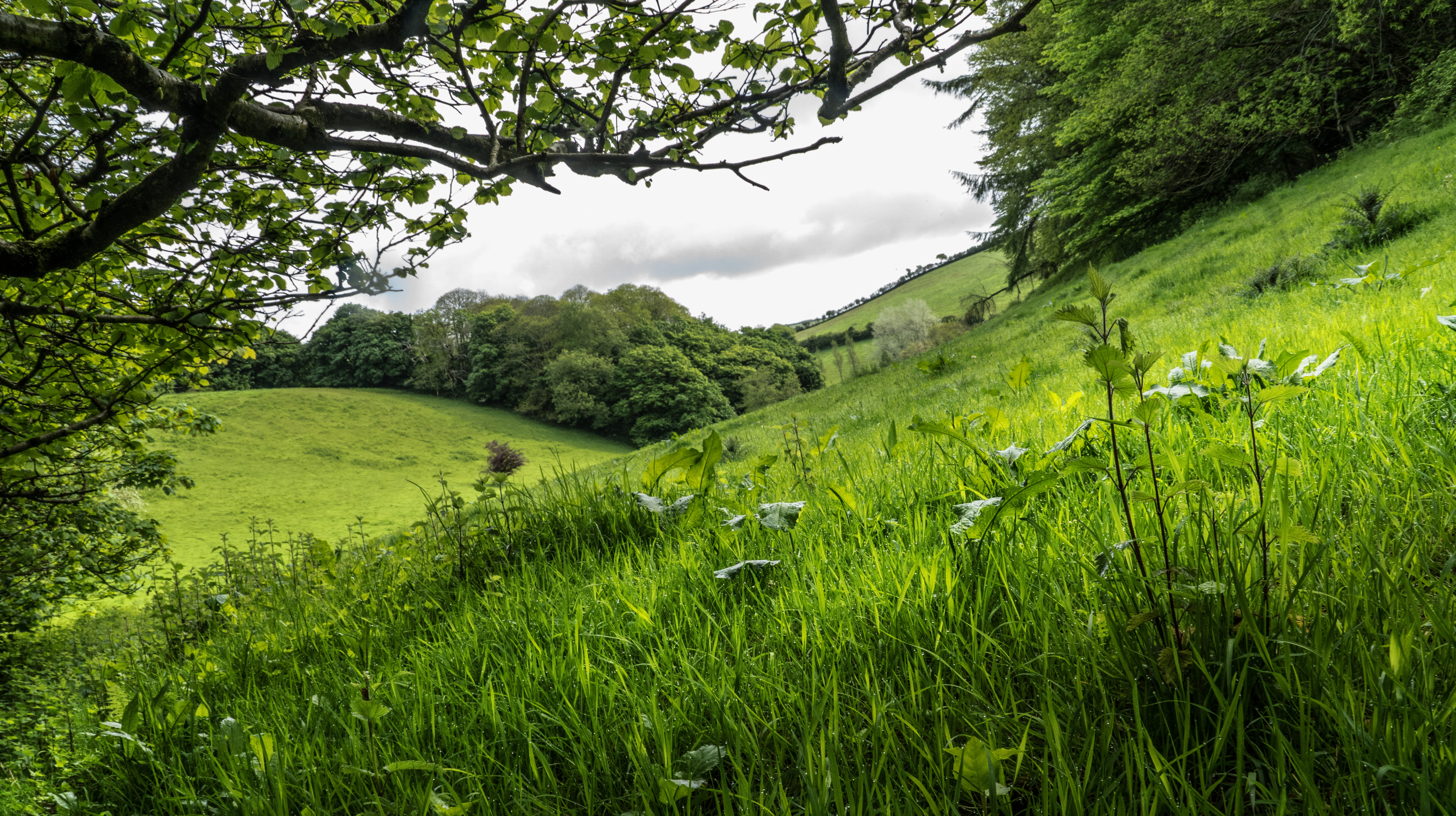 green leaves tree surrounded by grass field under cloudy sky during day time 2k 4k 5k