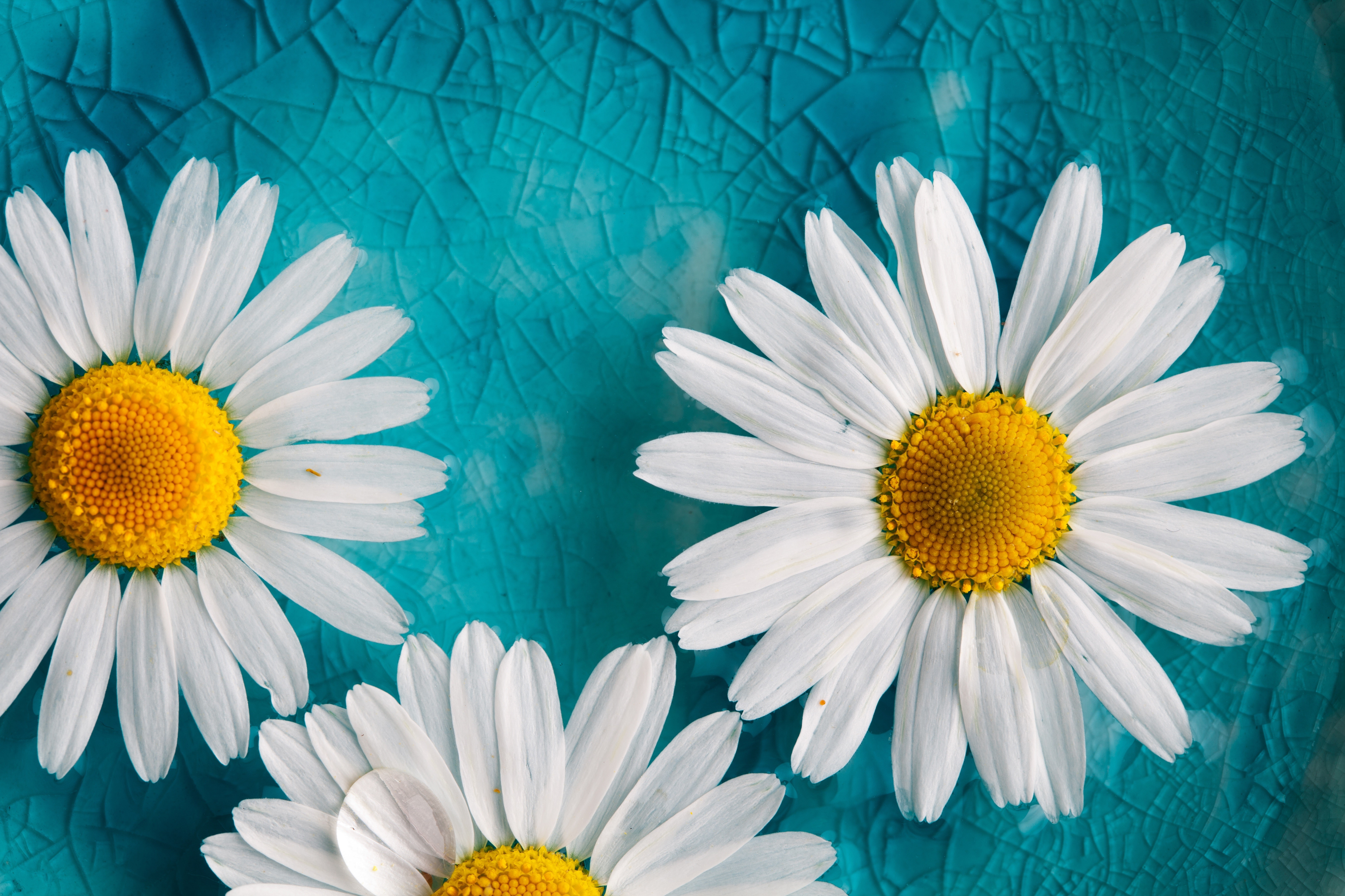 nature flowers macro daisies cyan turquoise yellow 2k 4k 5k 8k
