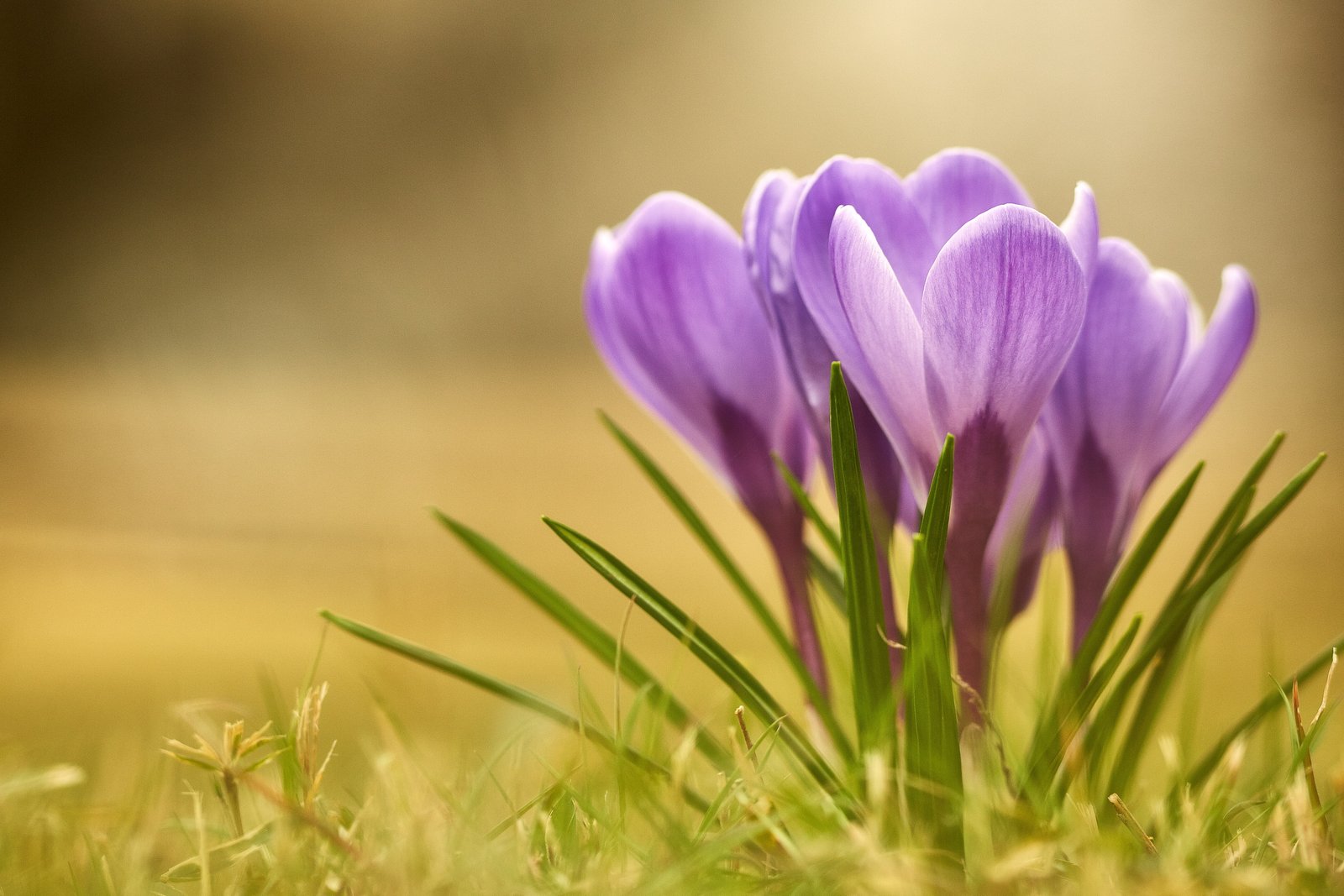 purple petal flower photo Spring has come around Canon 2k 4k 5k